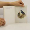 John Gould Die Vogel Grossbritanniens II