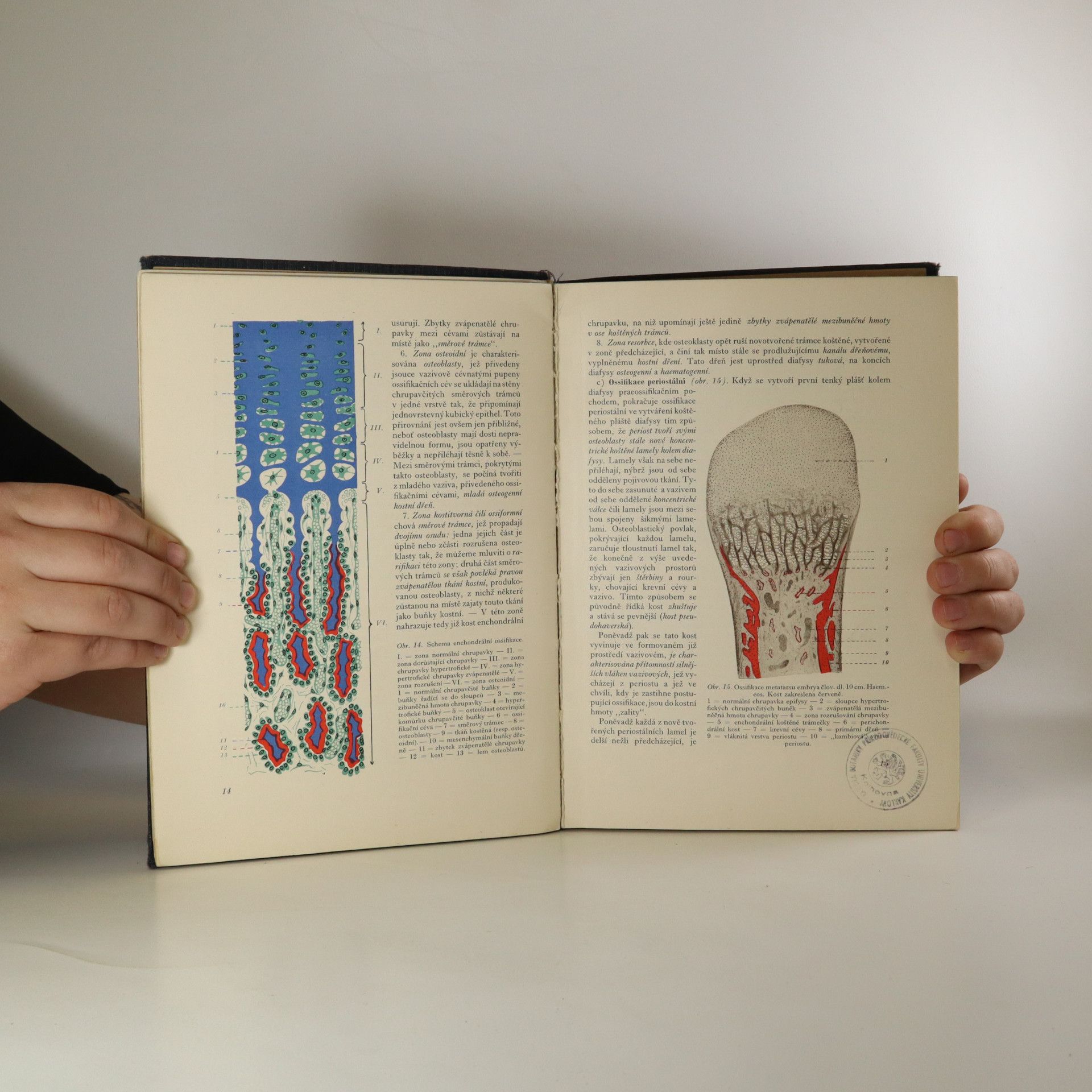 Jan Wolf Histologie a mikroskopická anatomie. Díl druhý