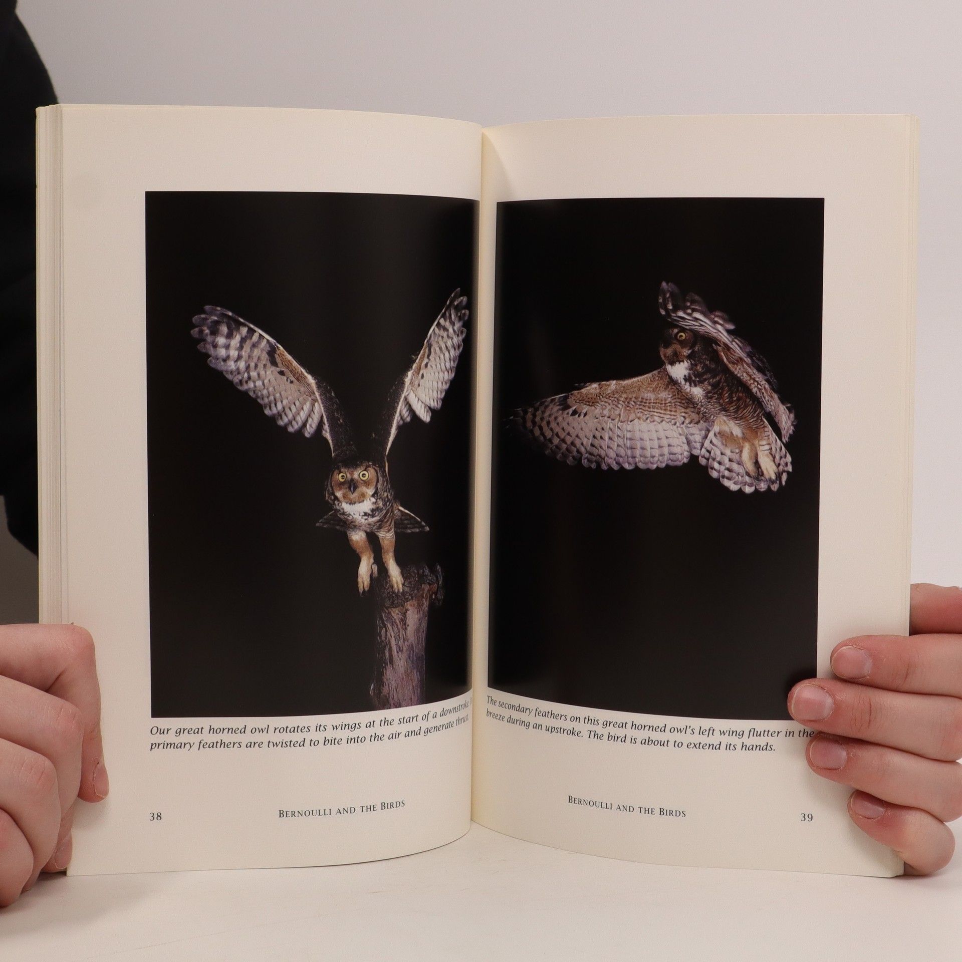 David Goodnow How Birds Fly