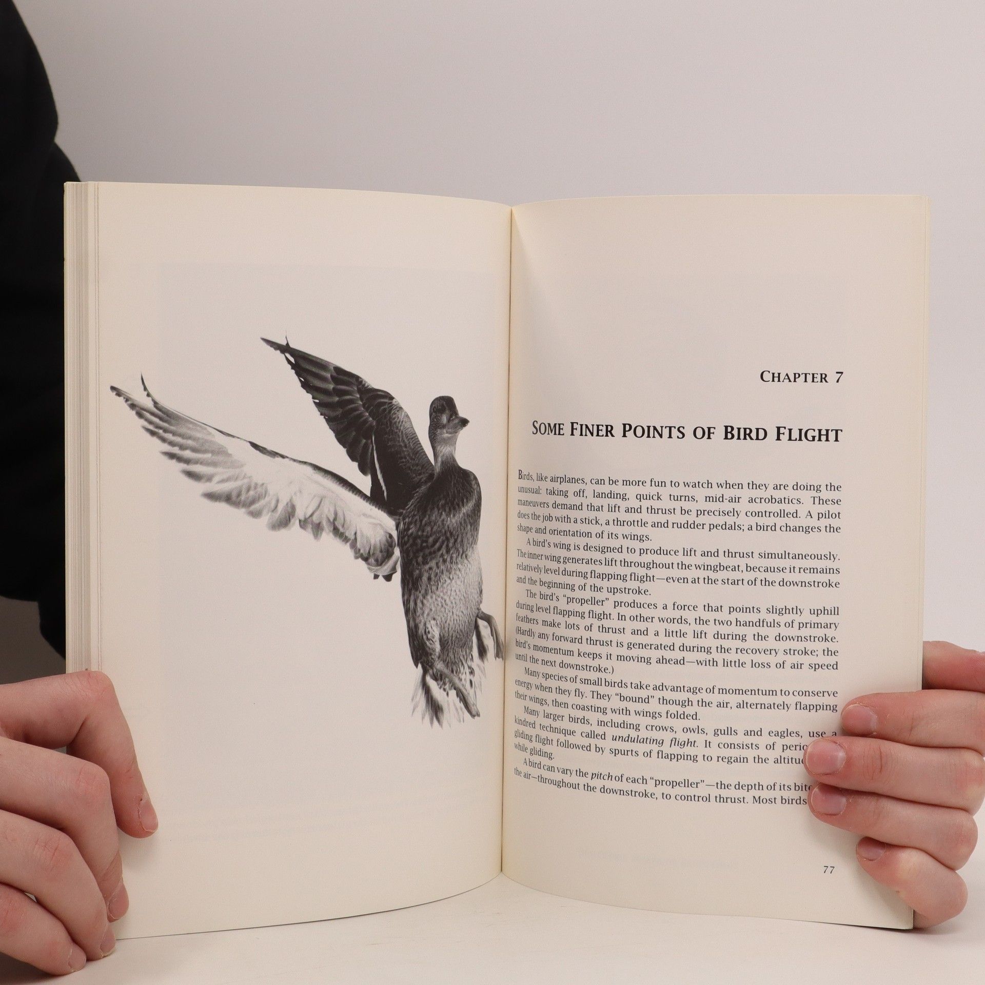 David Goodnow How Birds Fly