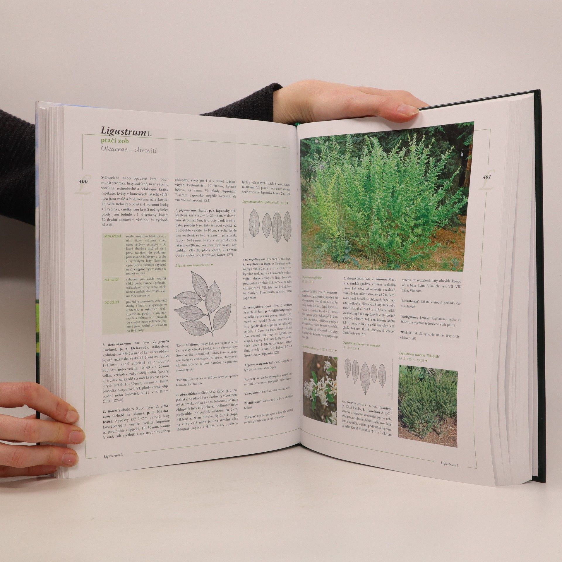 Petr Horáček Encyklopedie listnatých stromů a keřů