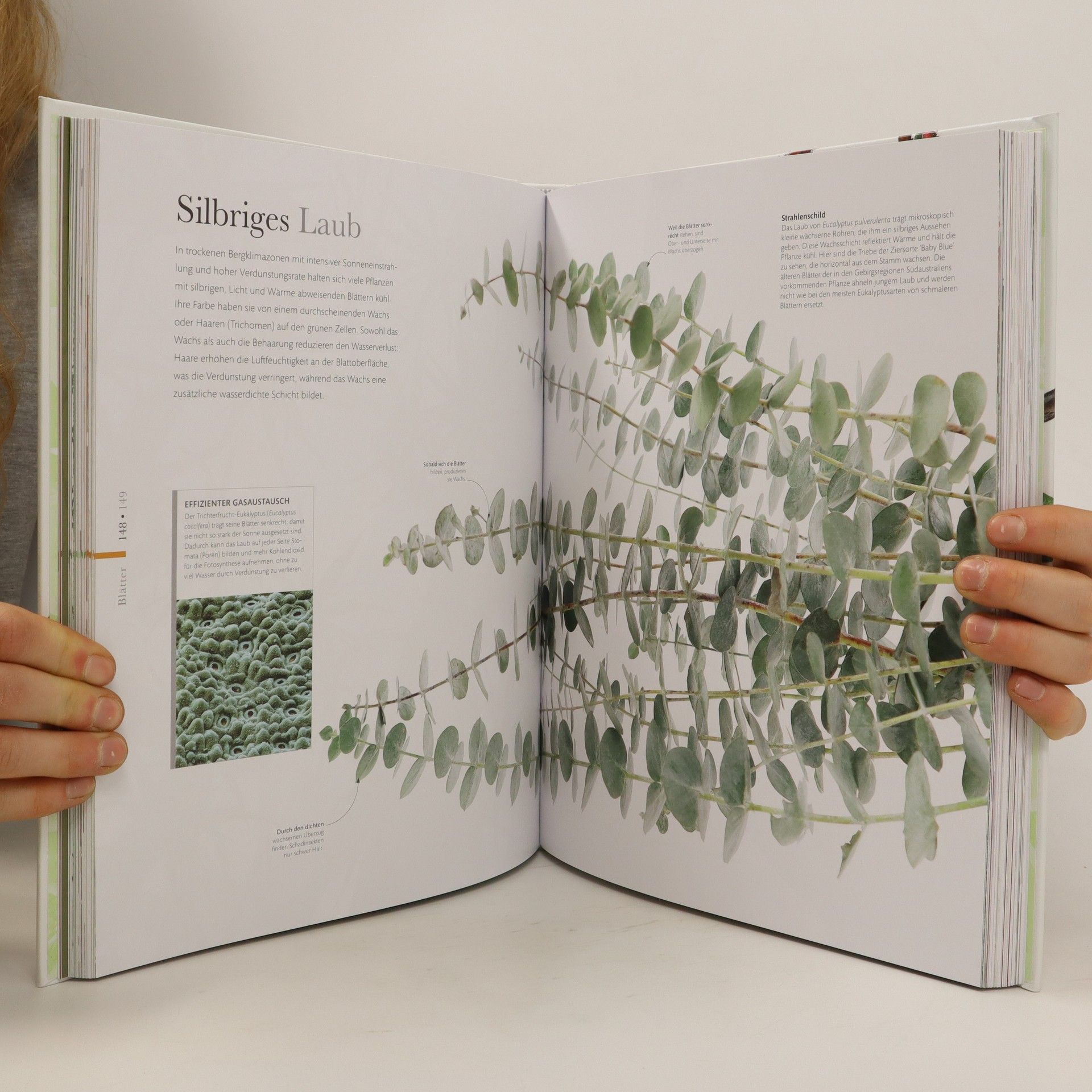 Autorenkollektiv Flora