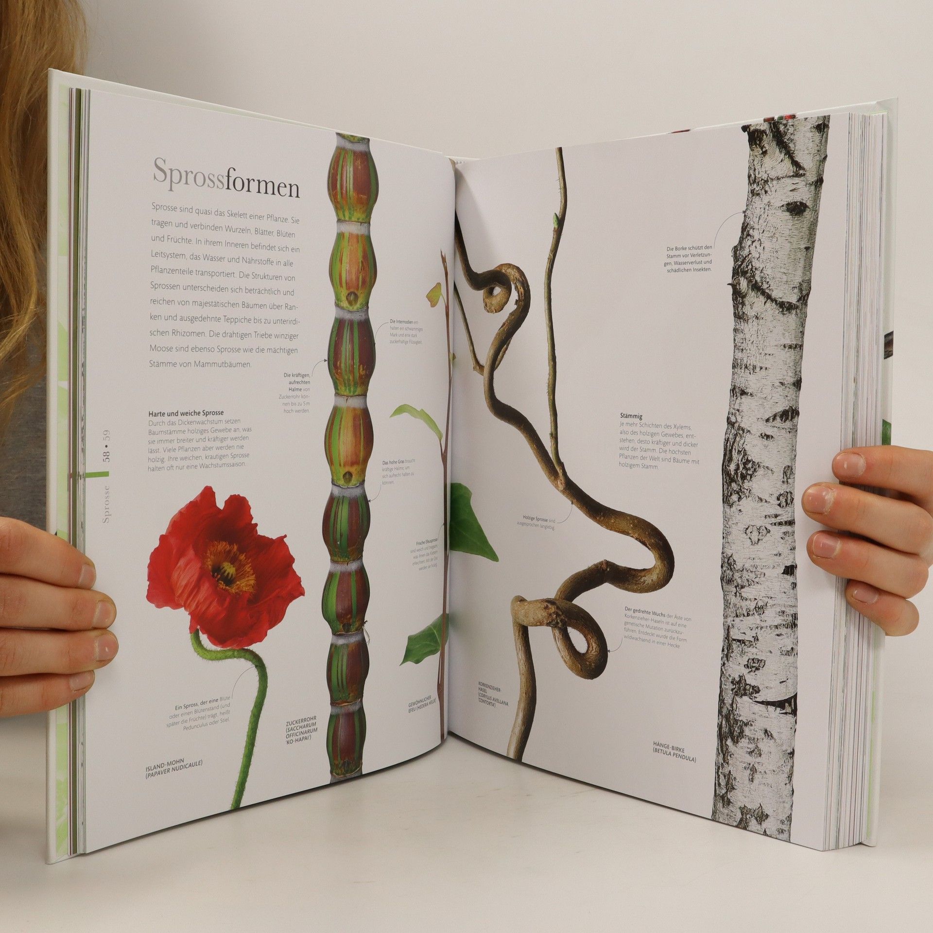Autorenkollektiv Flora