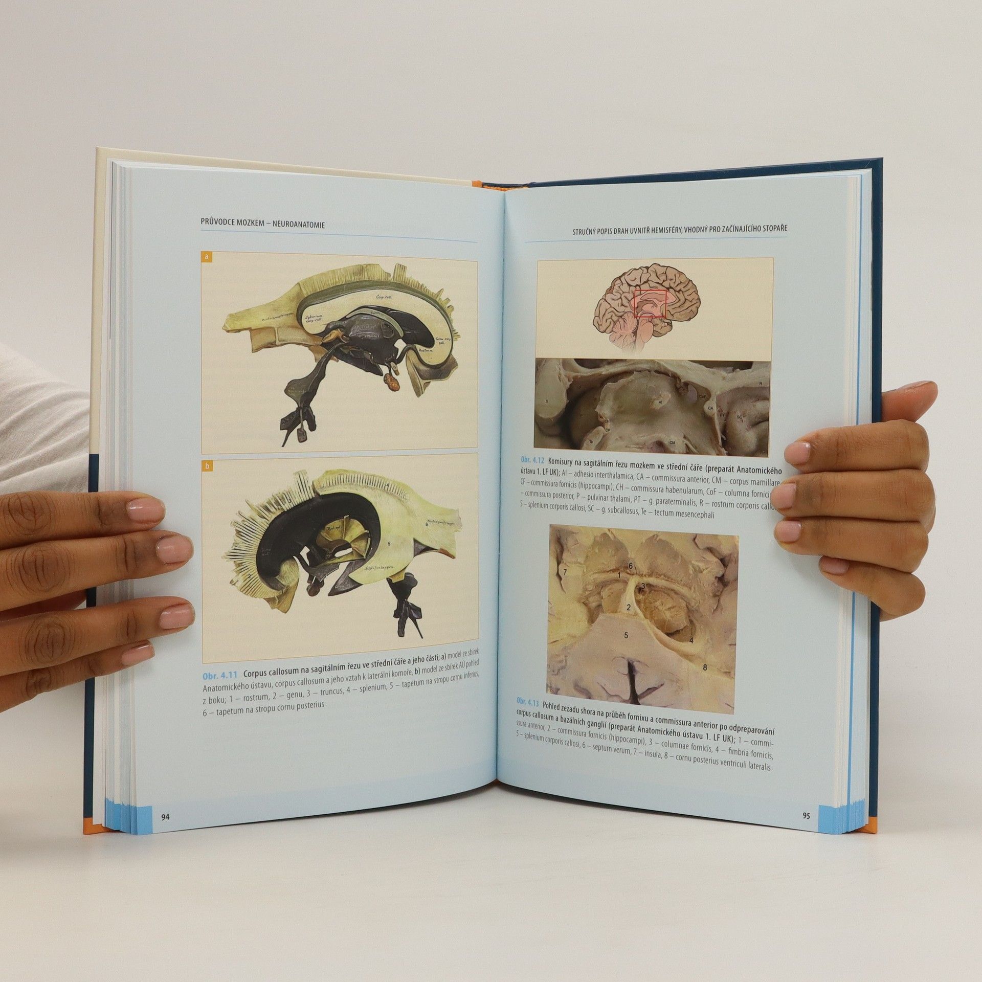Robert Bartoš Průvodce mozkem - Neuroanatomie