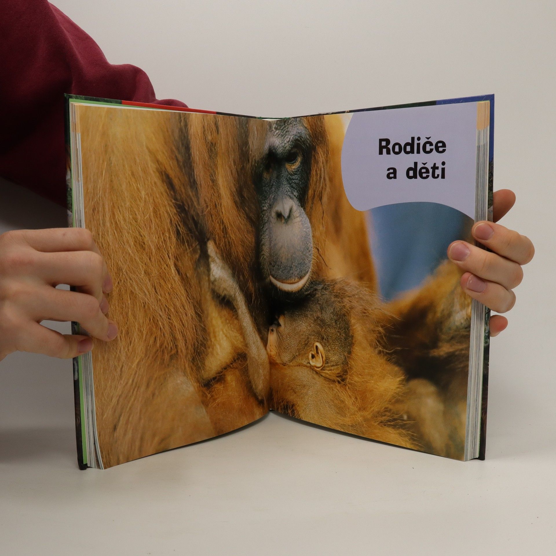 Renato Caporali Co mají společné?