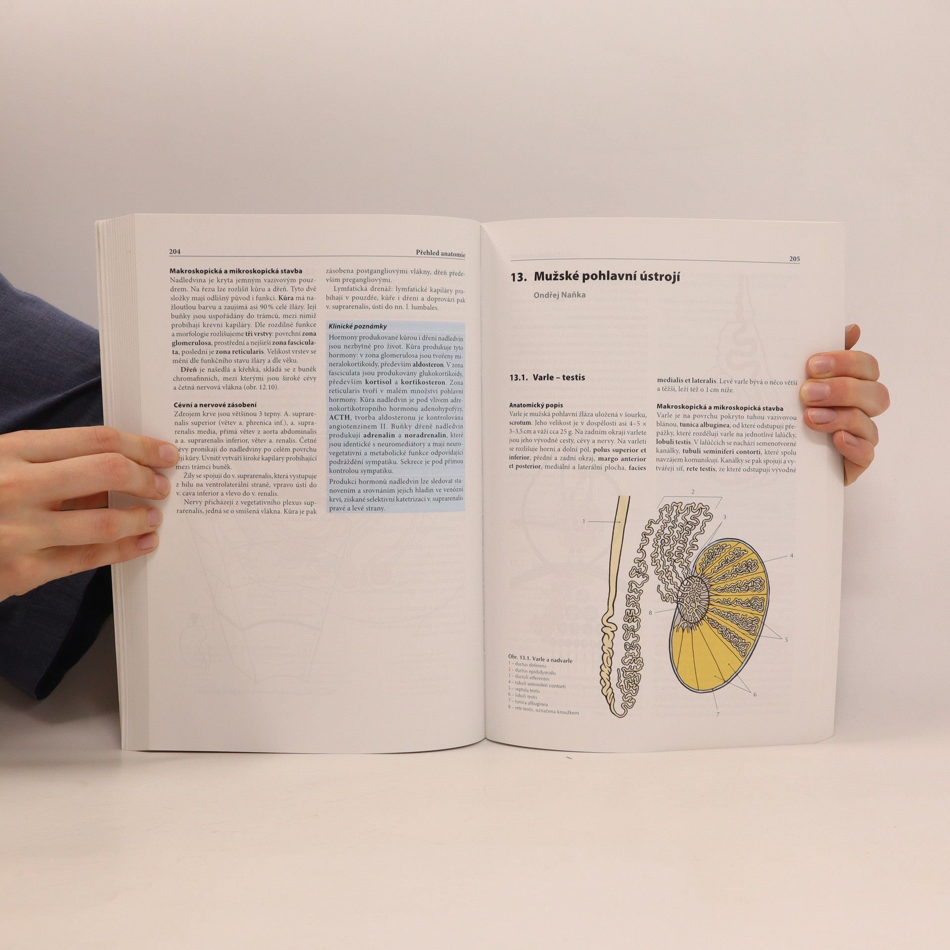Ondřej Naňka Přehled anatomie