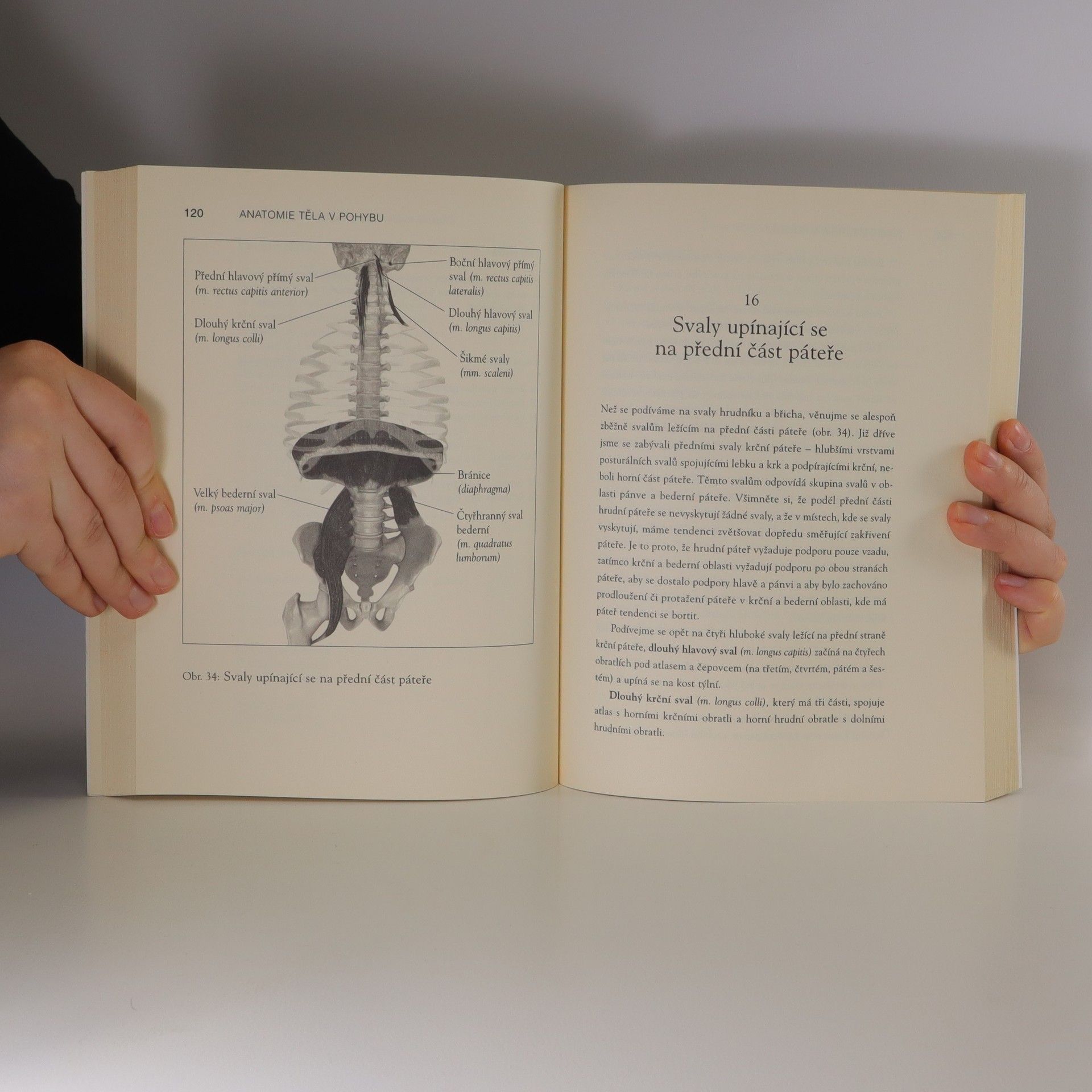 Theodore Dimon Anatomie těla v pohybu: Základní kurz anatomie kostí, svalů a kloubů