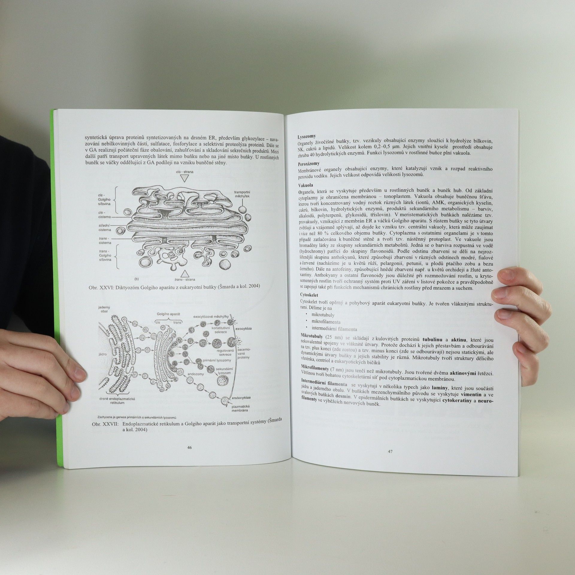 Veronika Vymětalová Biologie pro biomedicínské inženýrství