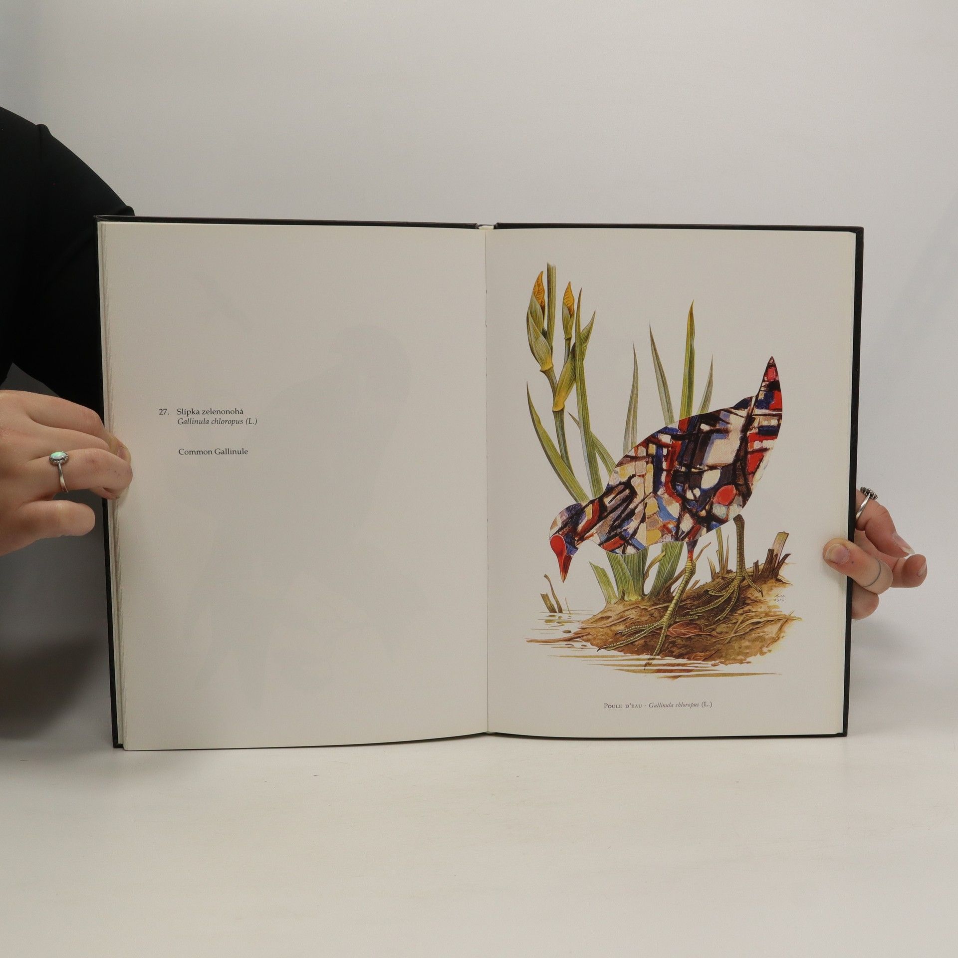Jiří Kolář Ornitologie moderního umění. The ornitology of modern art