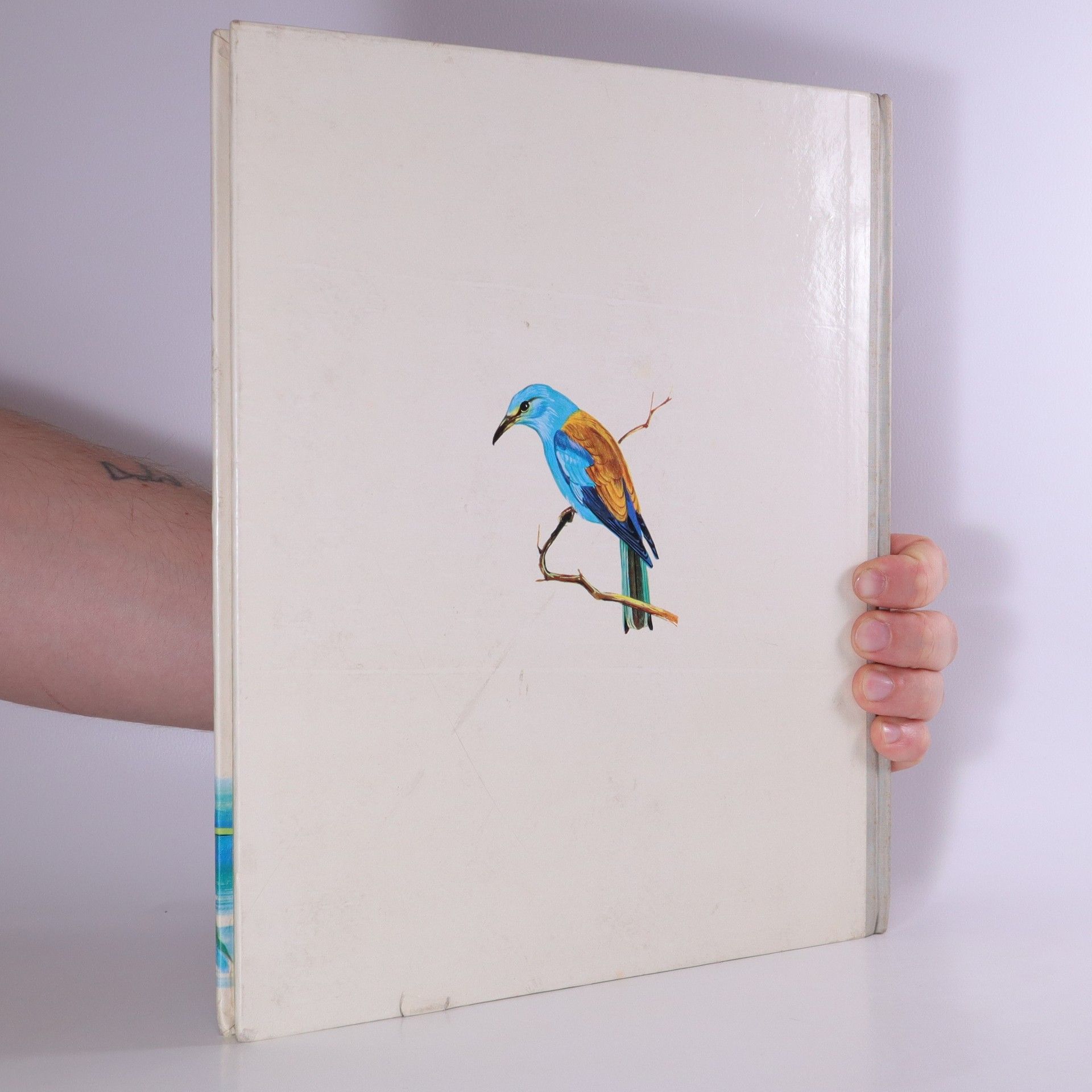 Autorenkollektiv Das bunte Vogelreich