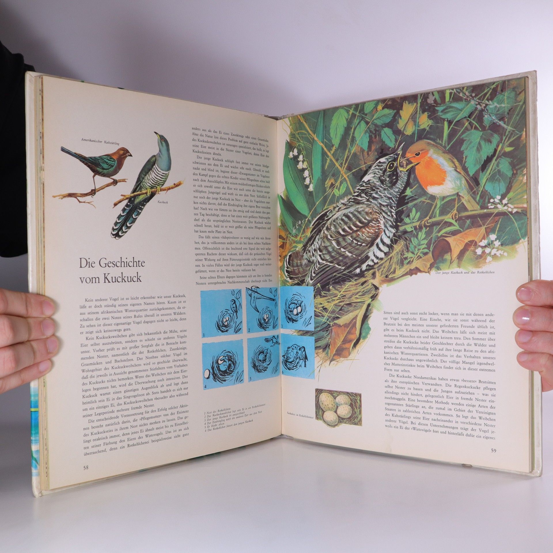 Autorenkollektiv Das bunte Vogelreich