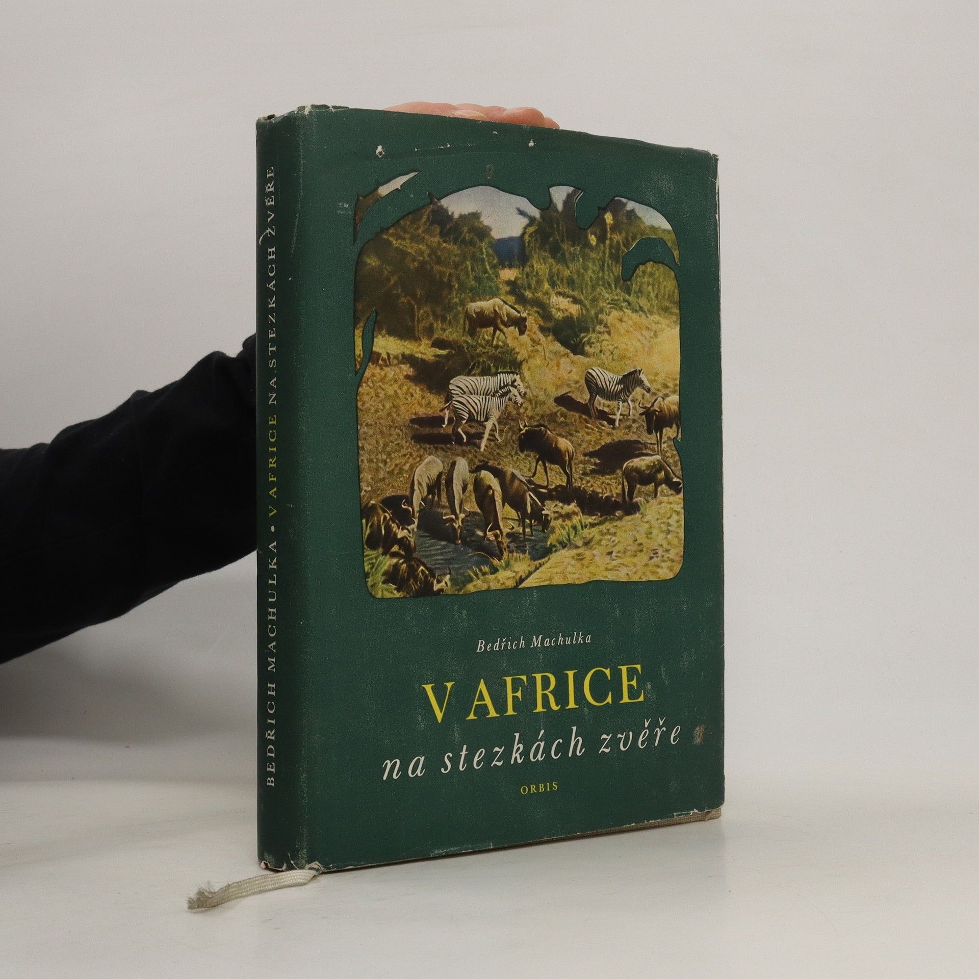 Bedřich Machulka V Africe na stezkách zvěře