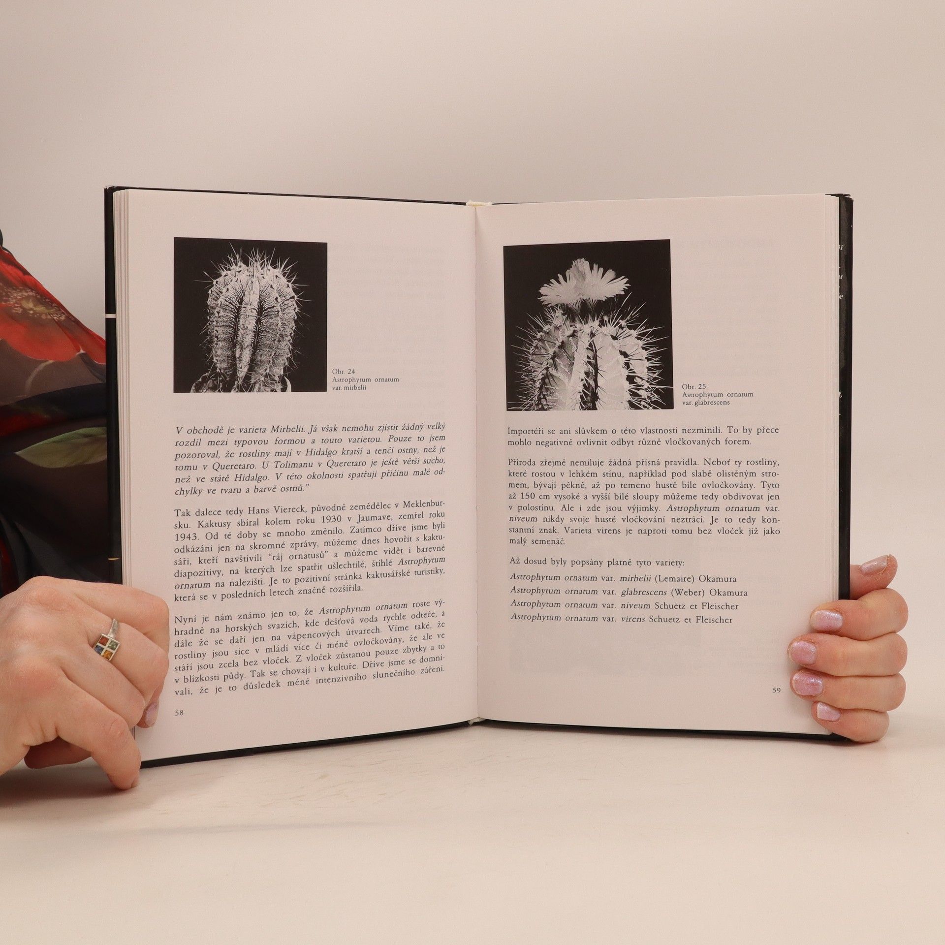 Dr. B. Schütz O. Sadovský Rod Astrophytum