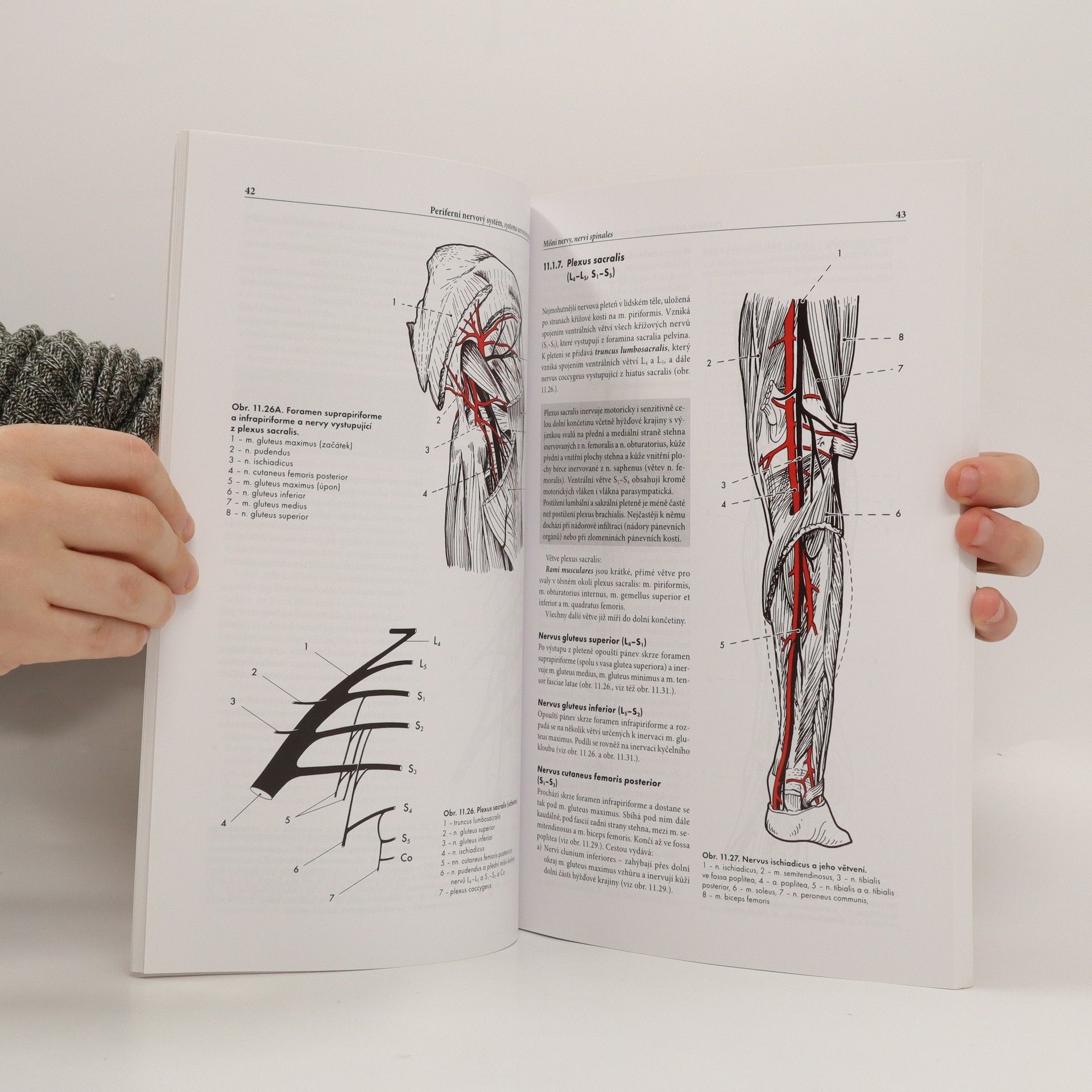 Miloš Grim Základy anatomie. 4b., Periferní nervový systém, smyslové orgány a kůže