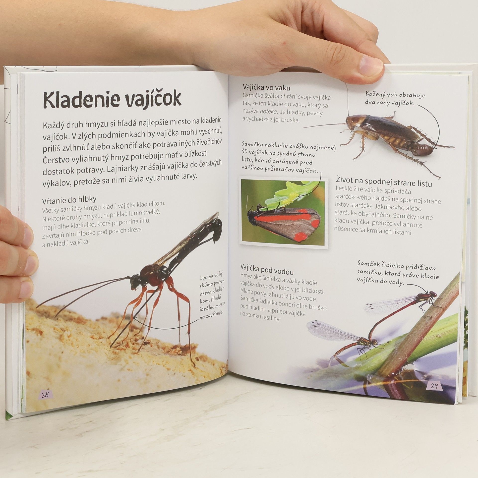 Various authors Hmyz a pavúky. Zaujímavé fakty o prírode okolo nás