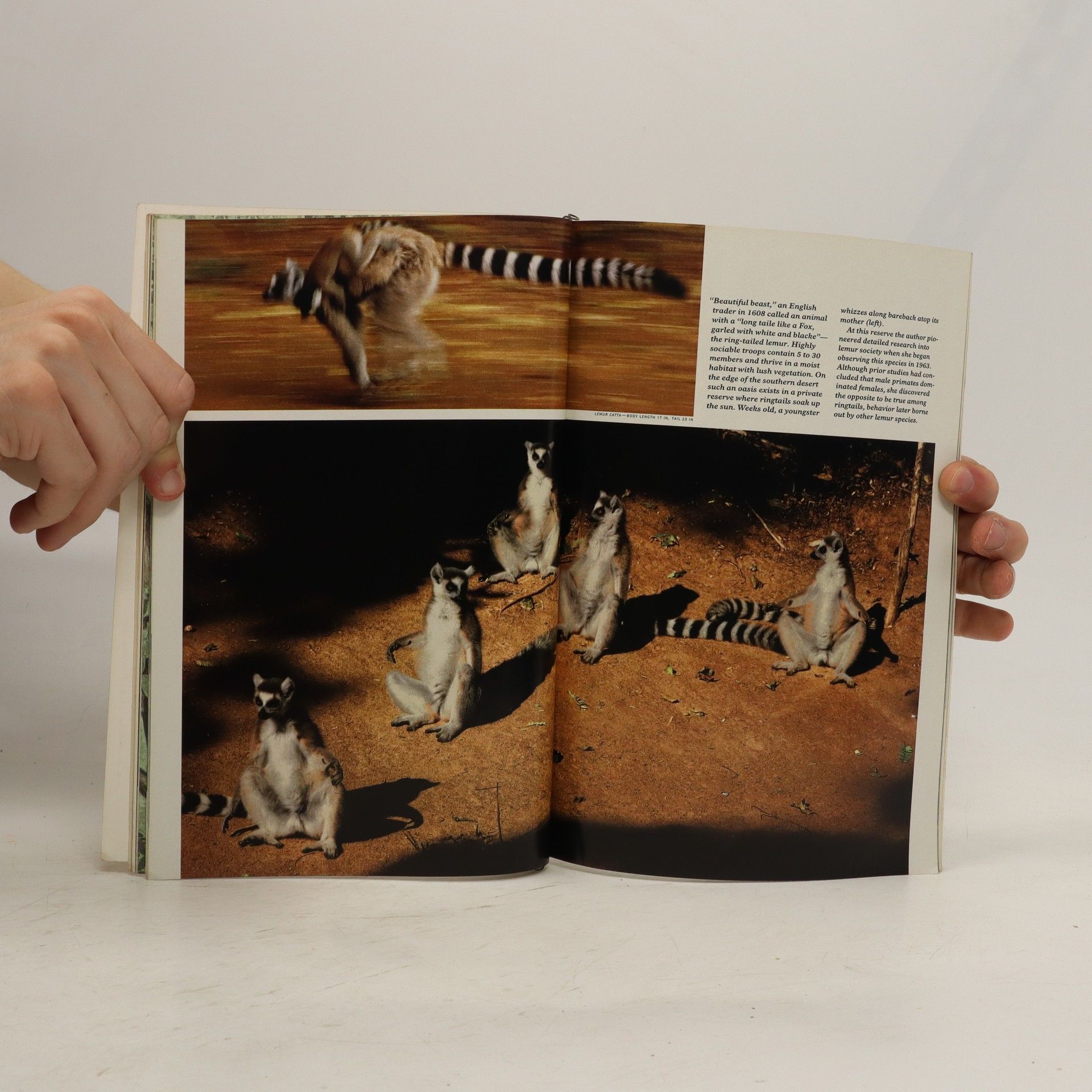 Kolektiv autorů National Geographic 8/1988