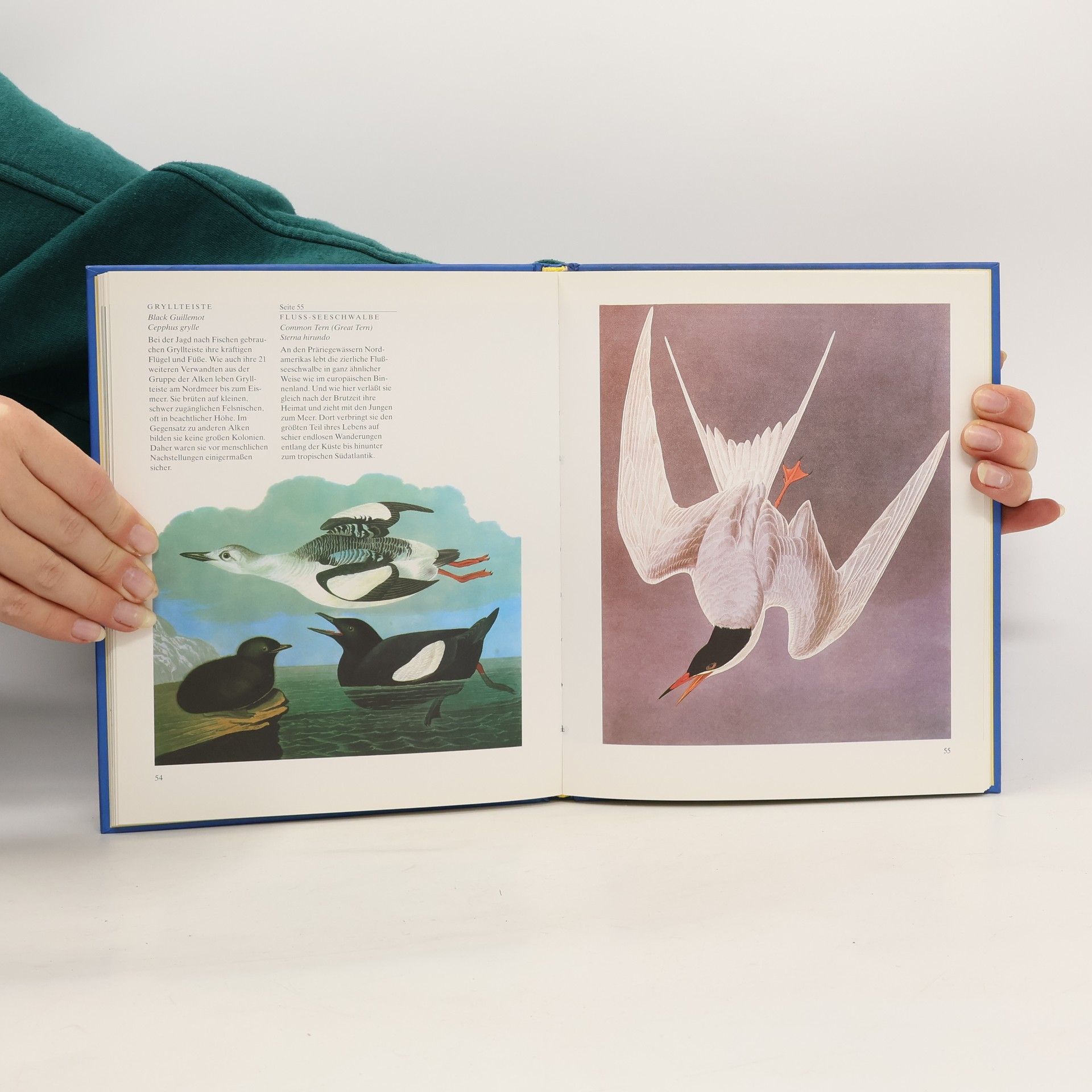 John James Audubon John James Audubons Vögel Amerikas