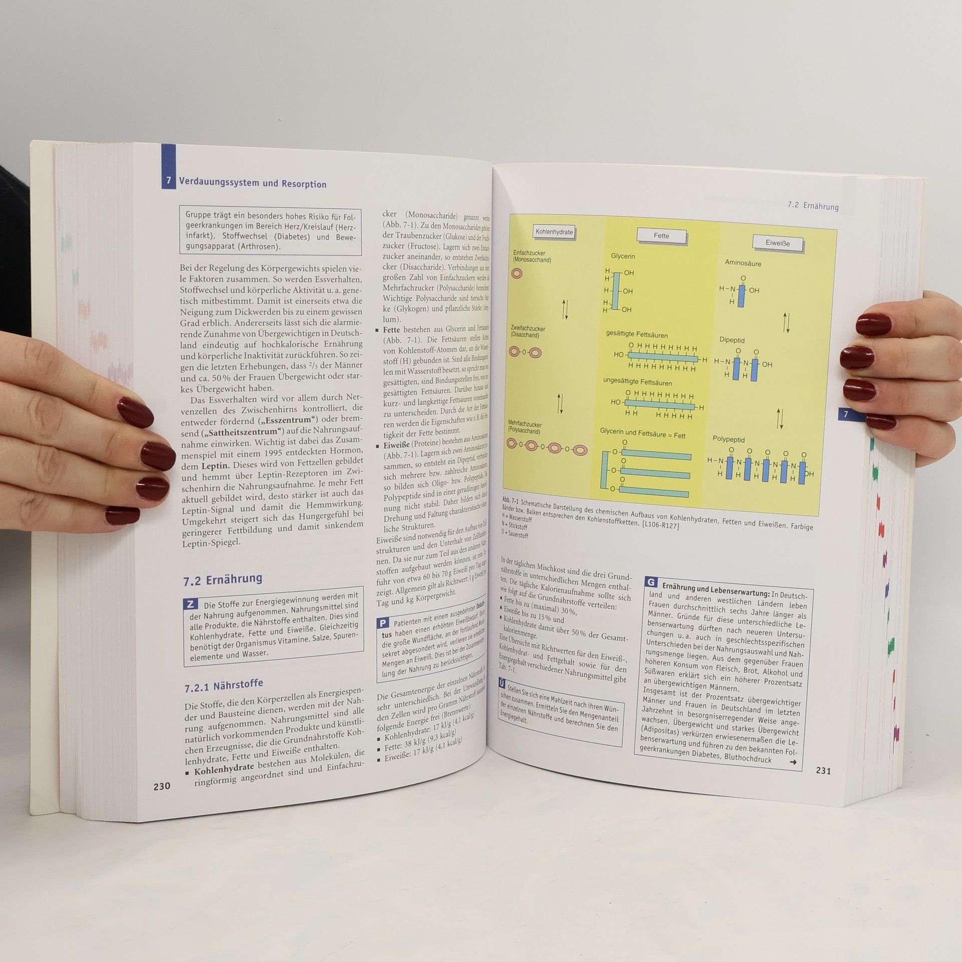 Erwin-Josef Speckmann Handbuch Anatomie