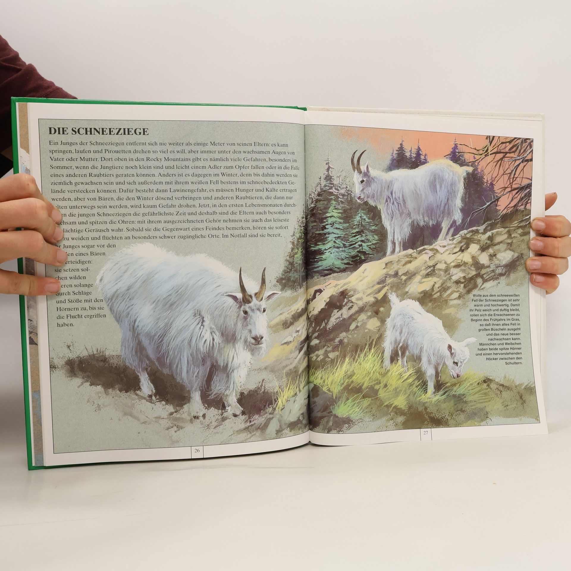 kolektiv Tierkinder die in den Bergen leben