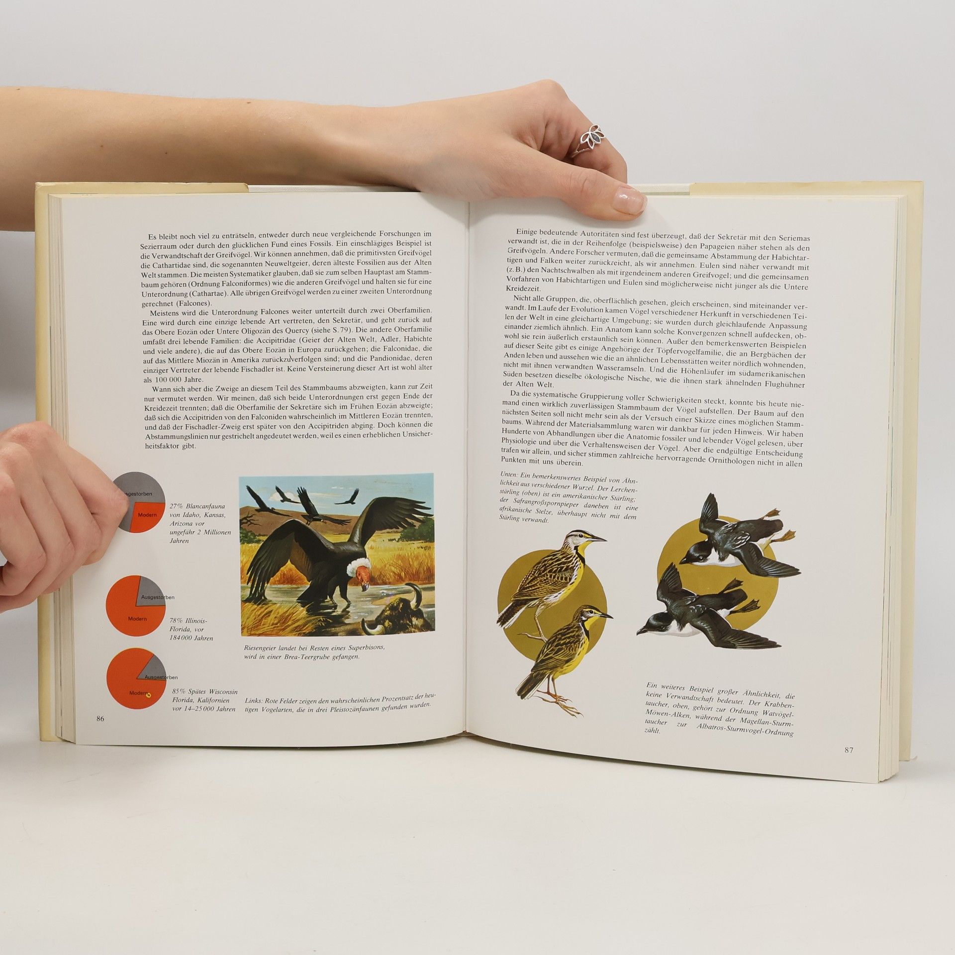 Autorenkollektiv Das bunte Buch der Vögel