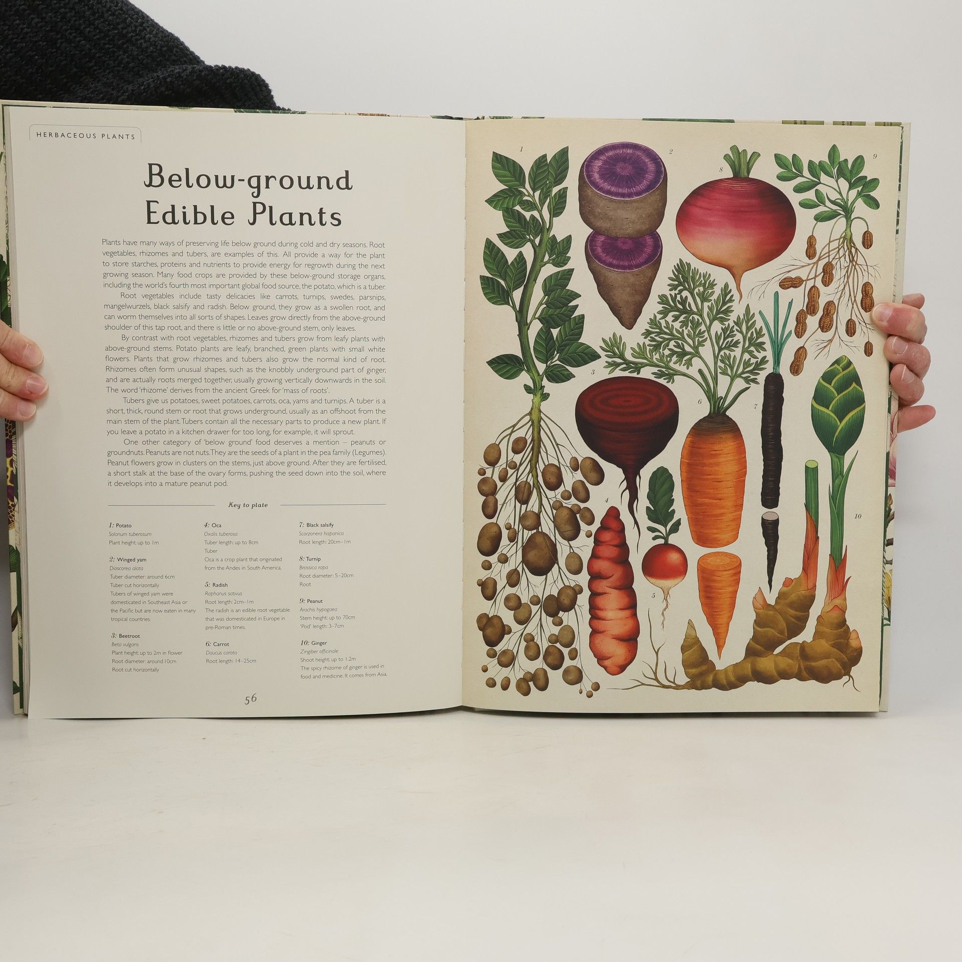 Katie Scott Botanicum