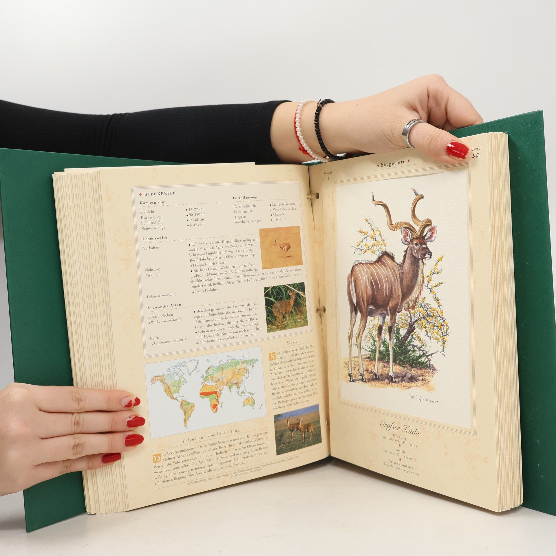 Kolektiv autorů Illustrierte Edition Tierwelt. Faszinierende Tierportraits aus aller Welt