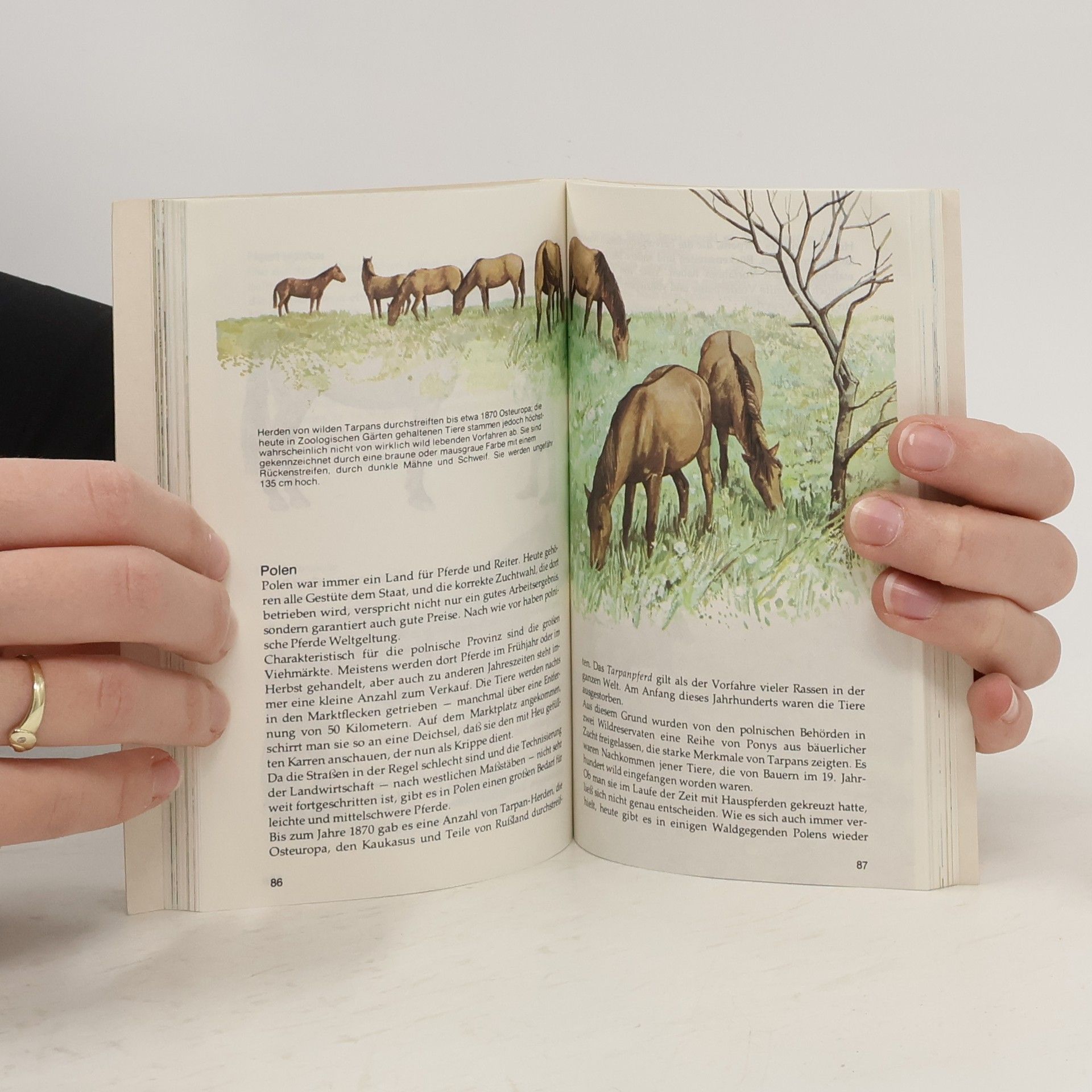 Autorenkollektiv Pferde und Ponys