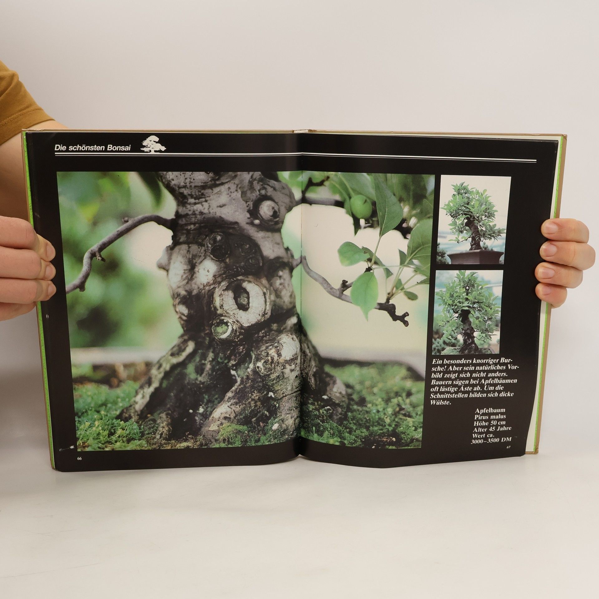 Collectif d'auteurs Die Schönsten Bonsai I.
