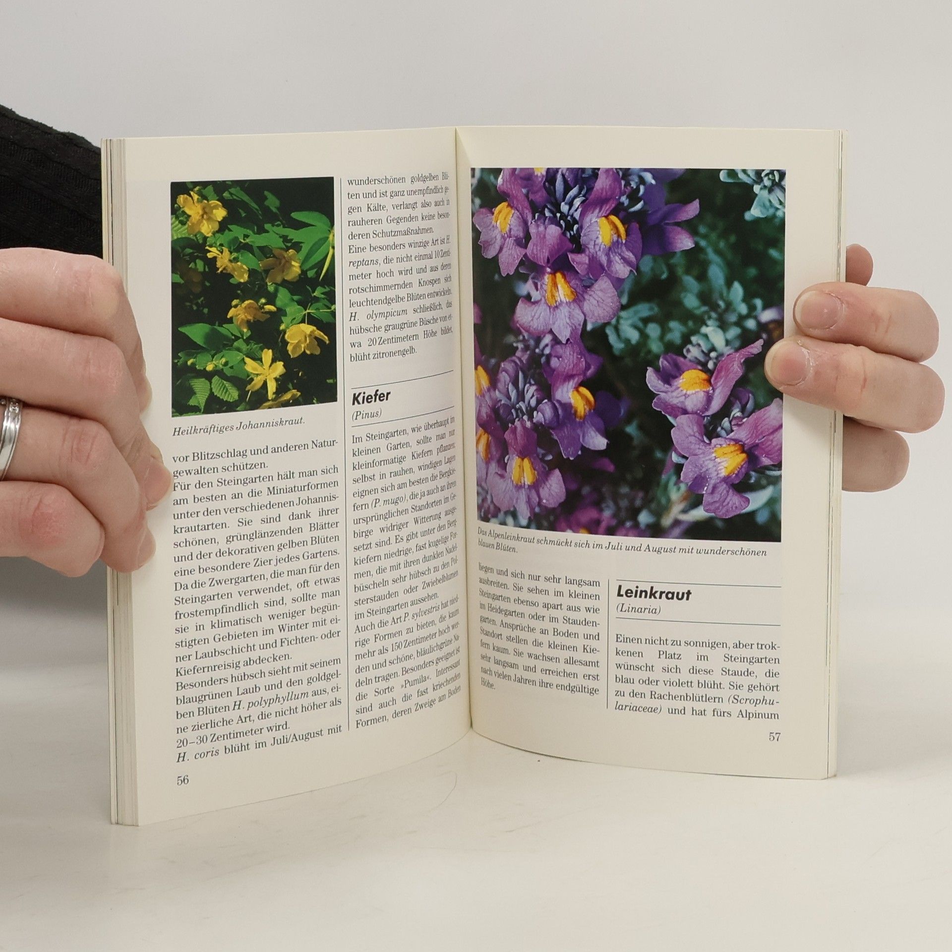 Autorenkollektiv Der kleine Garten