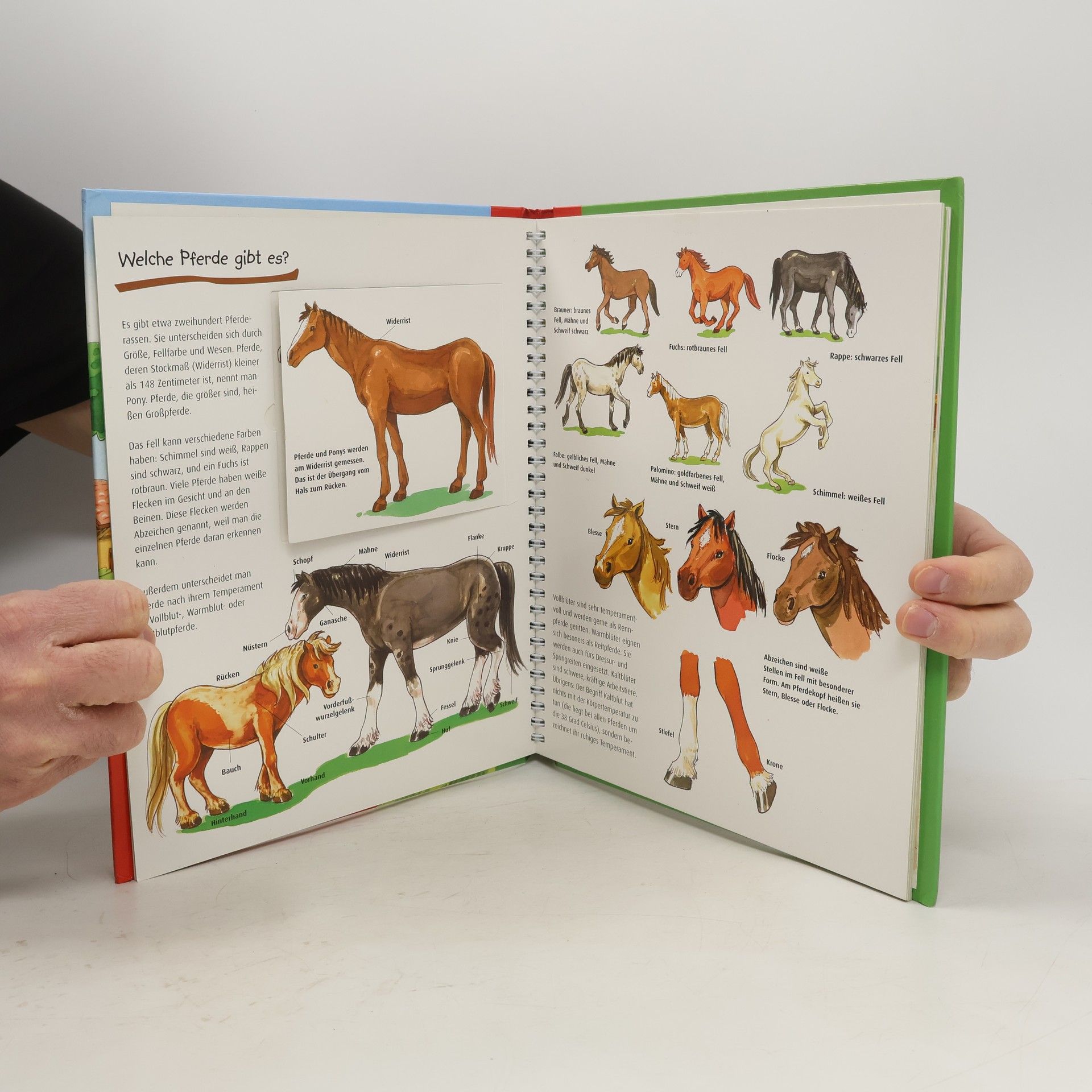 kolektiv MiniMaxiWissen. Pferde und Ponys