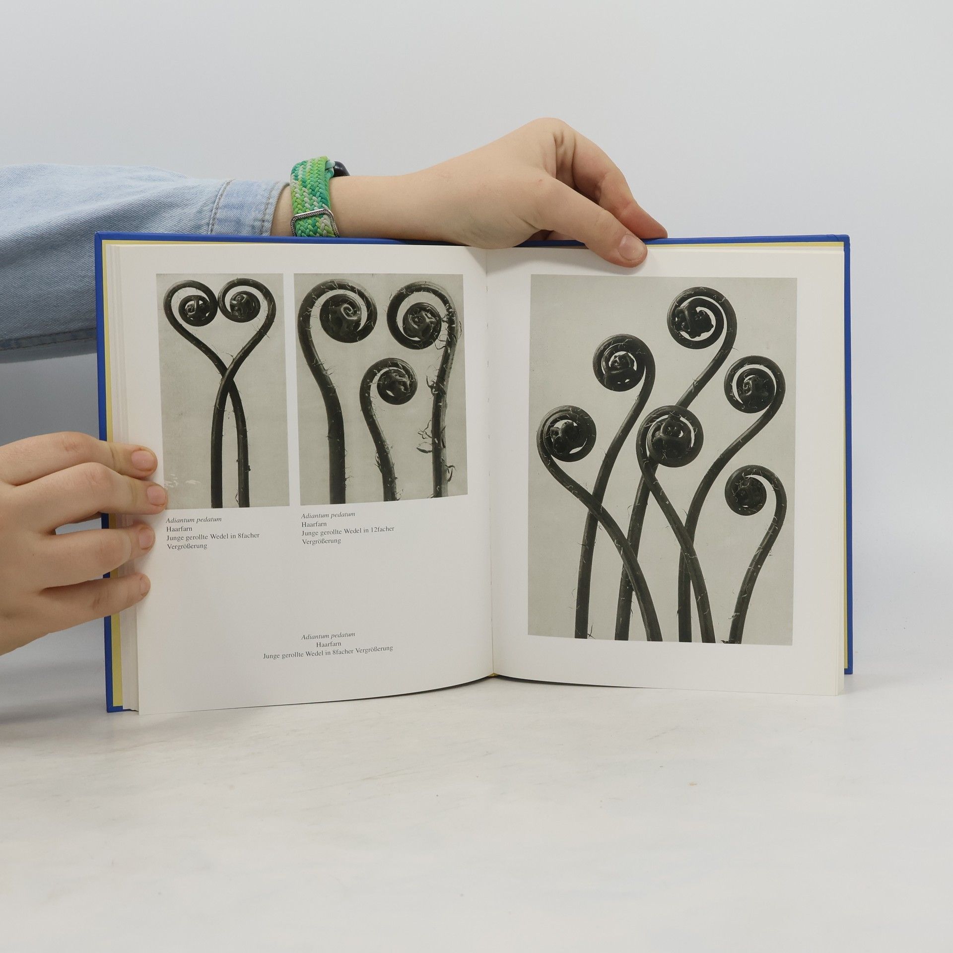 Karl Blossfeldt Karl Blossfeldt : Photographien 1865-1932