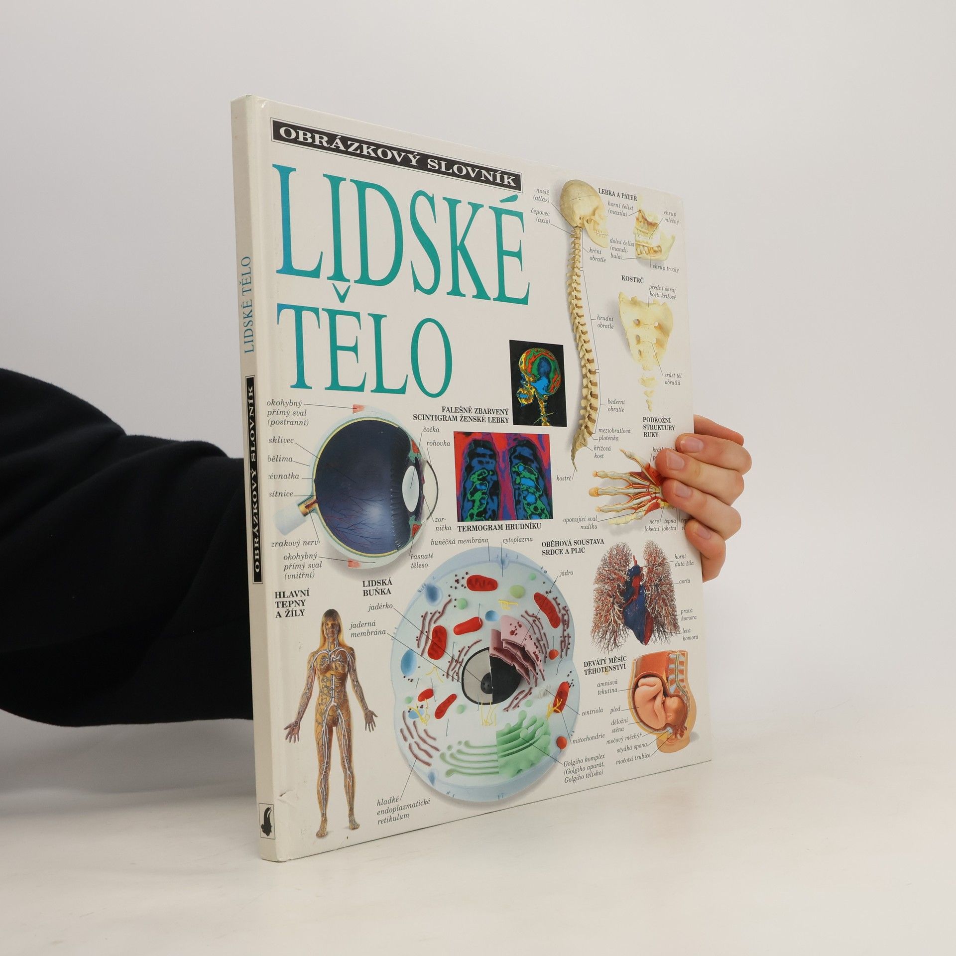 Autorenkollektiv Obrázkový slovník lidské tělo