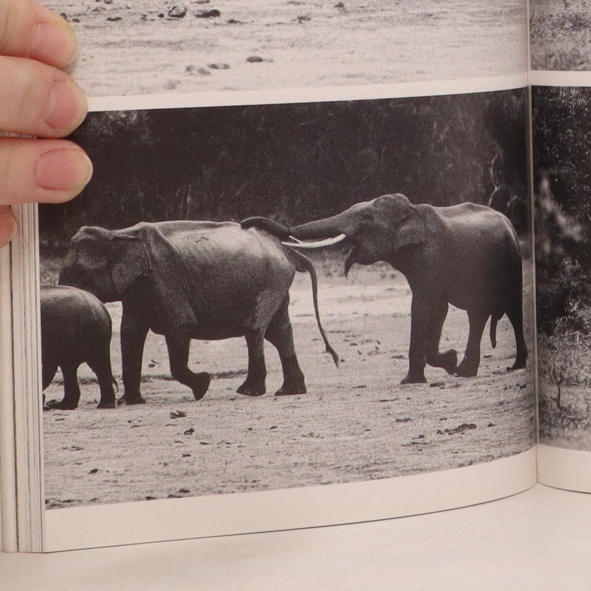 Fred Kurt Das Buch der Elefanten