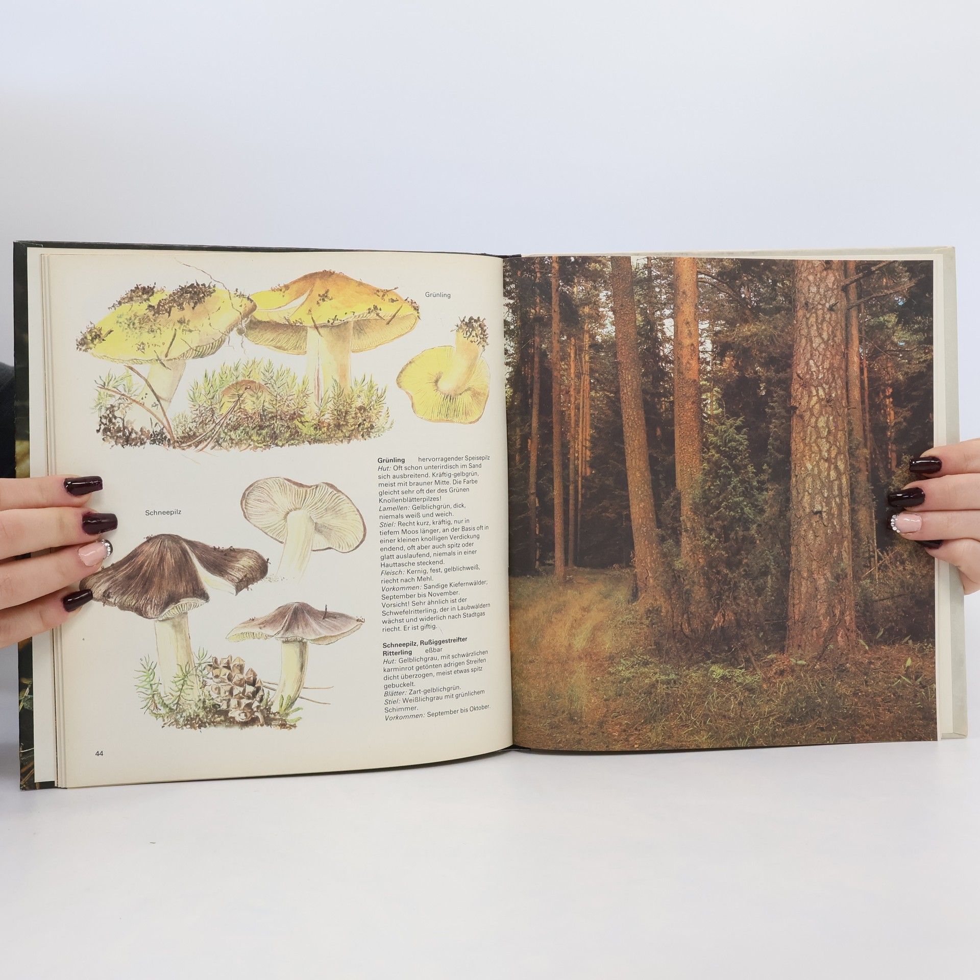 Various authors Pilze