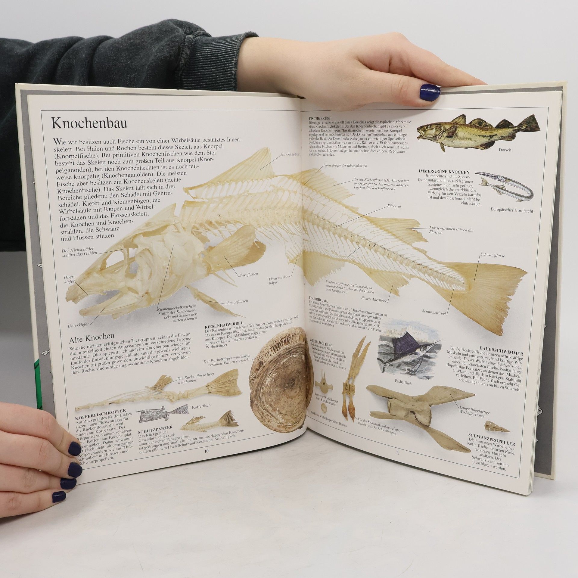Autores varios Fische