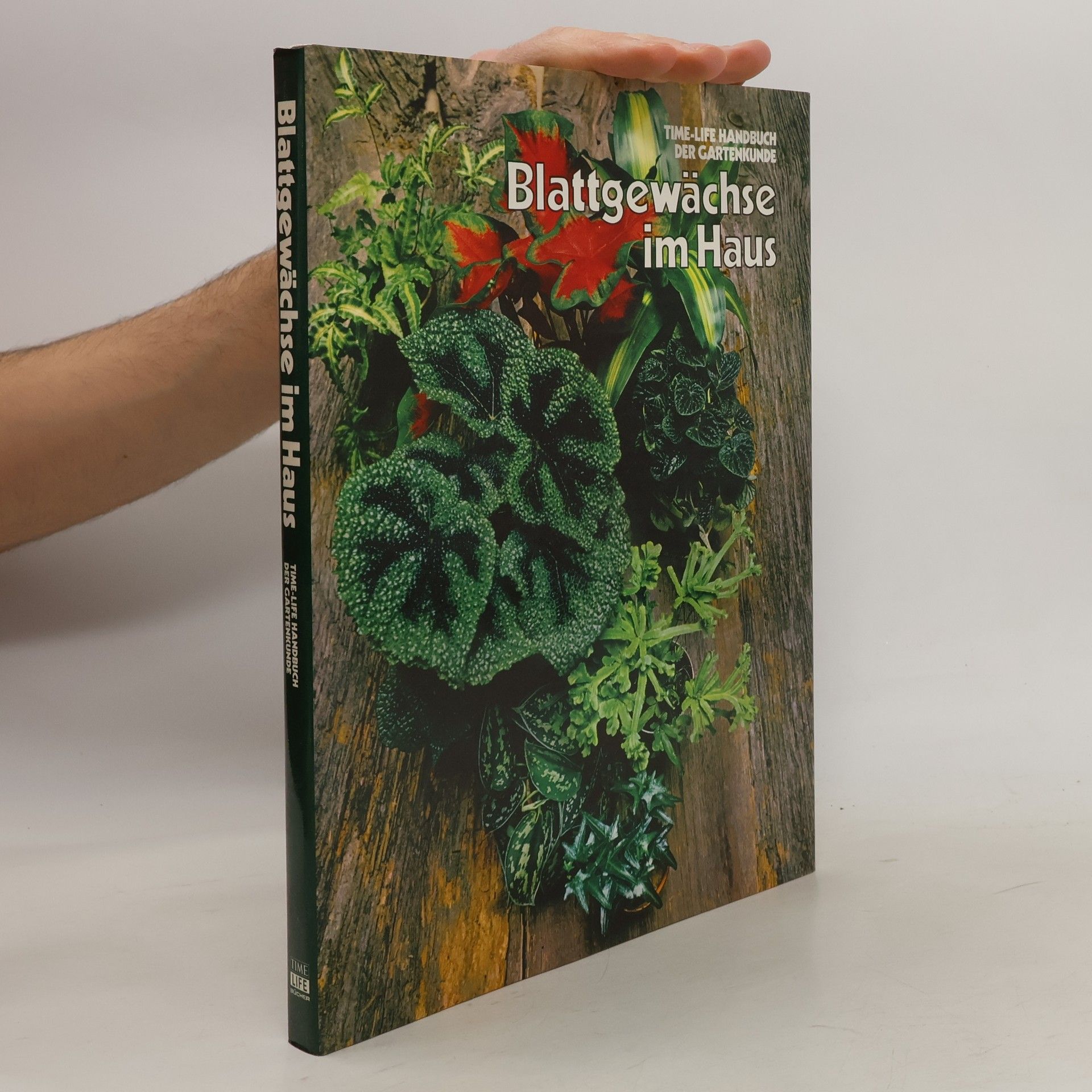 Autorenkollektiv Blattgewächse im Haus