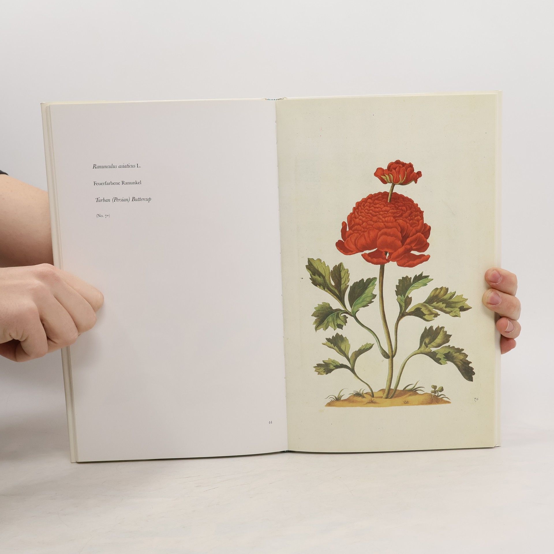 Maria Sibylla Merian Neues Blumenbuch