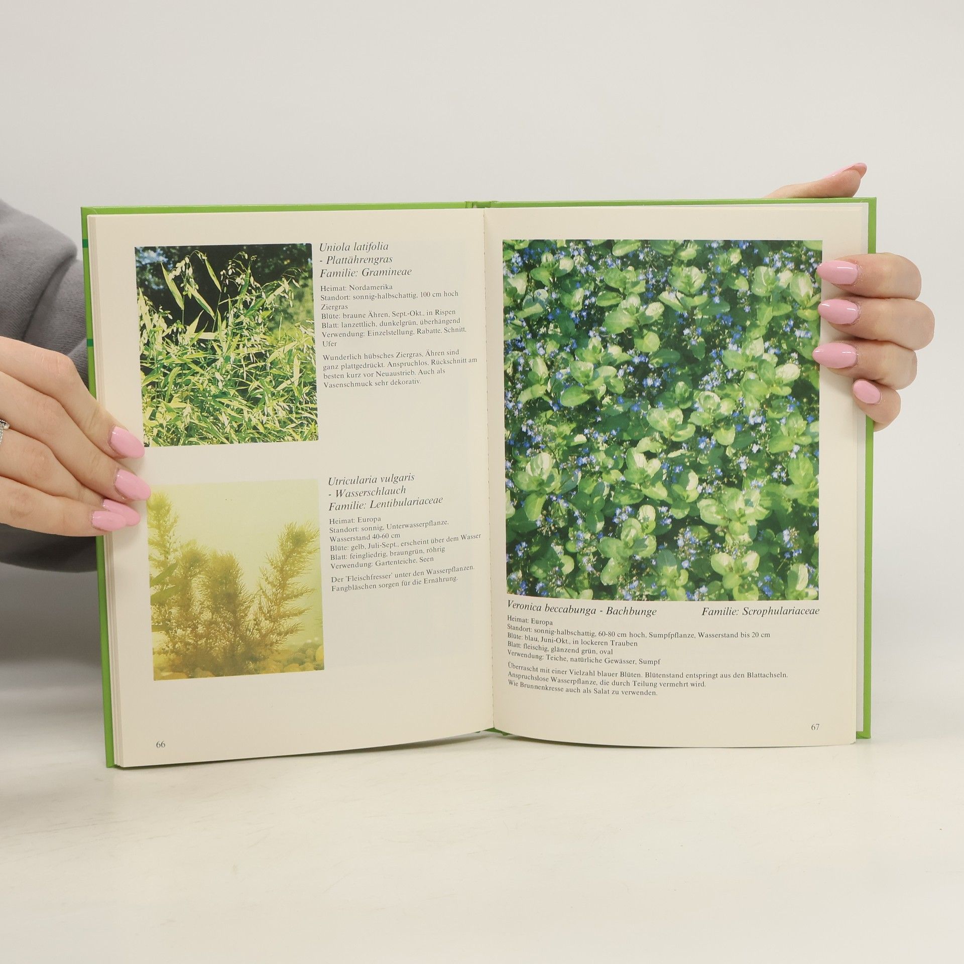 Theo Germann Der schöne Gartenteich