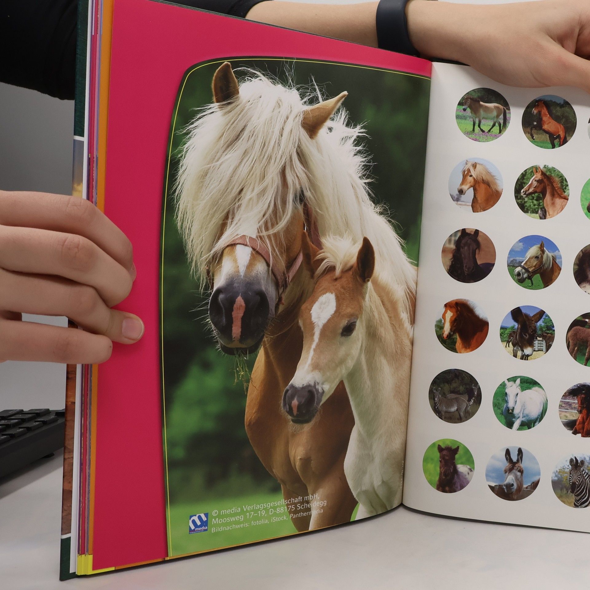 kolektiv Die große Tierwelt. Ponys & Pferde