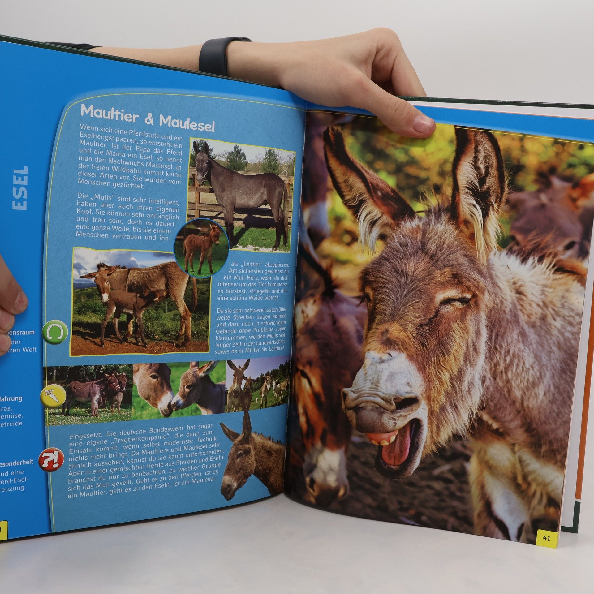 kolektiv Die große Tierwelt. Ponys & Pferde