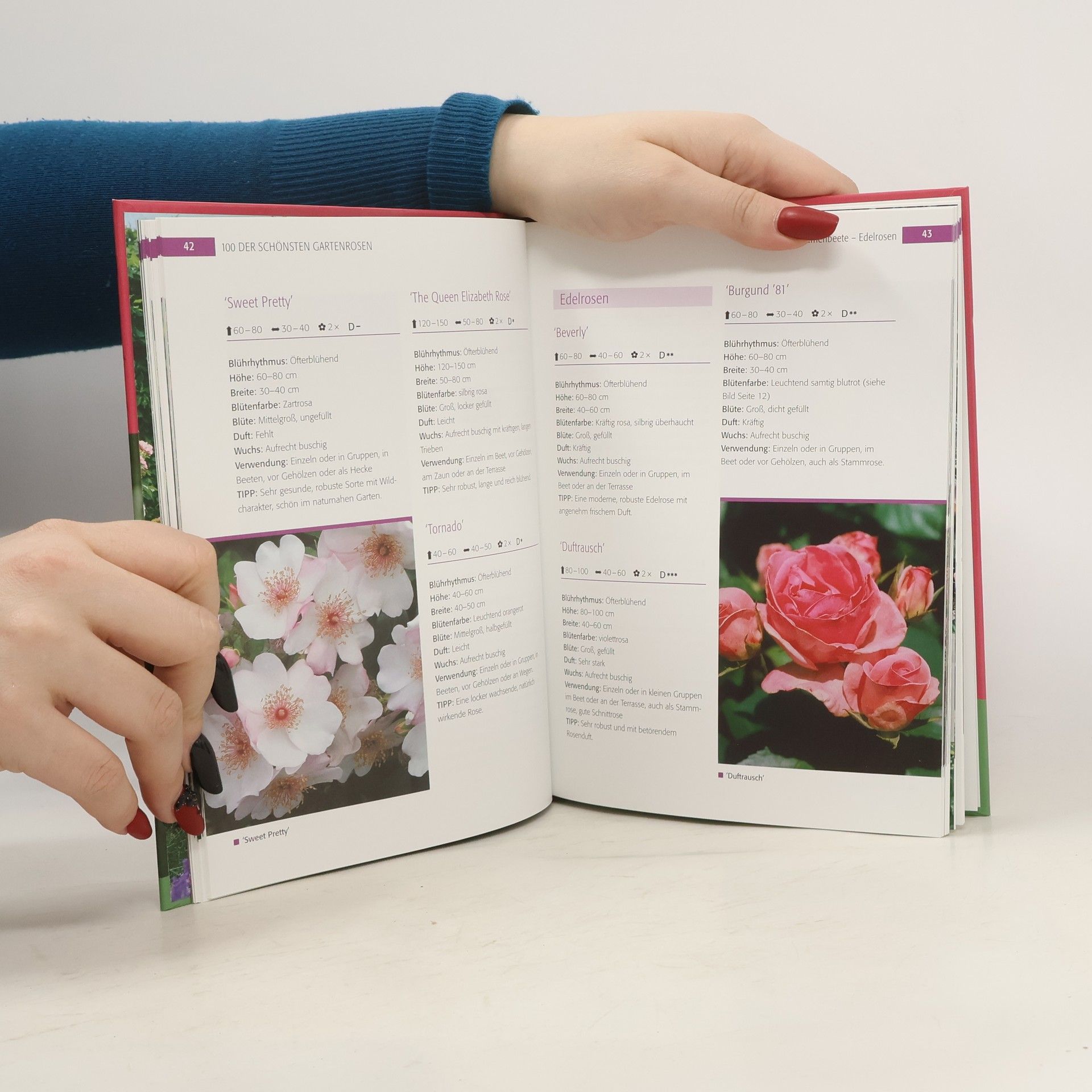 Autorenkollektiv Die schönsten Sorten und ihre Pflege Rosen
