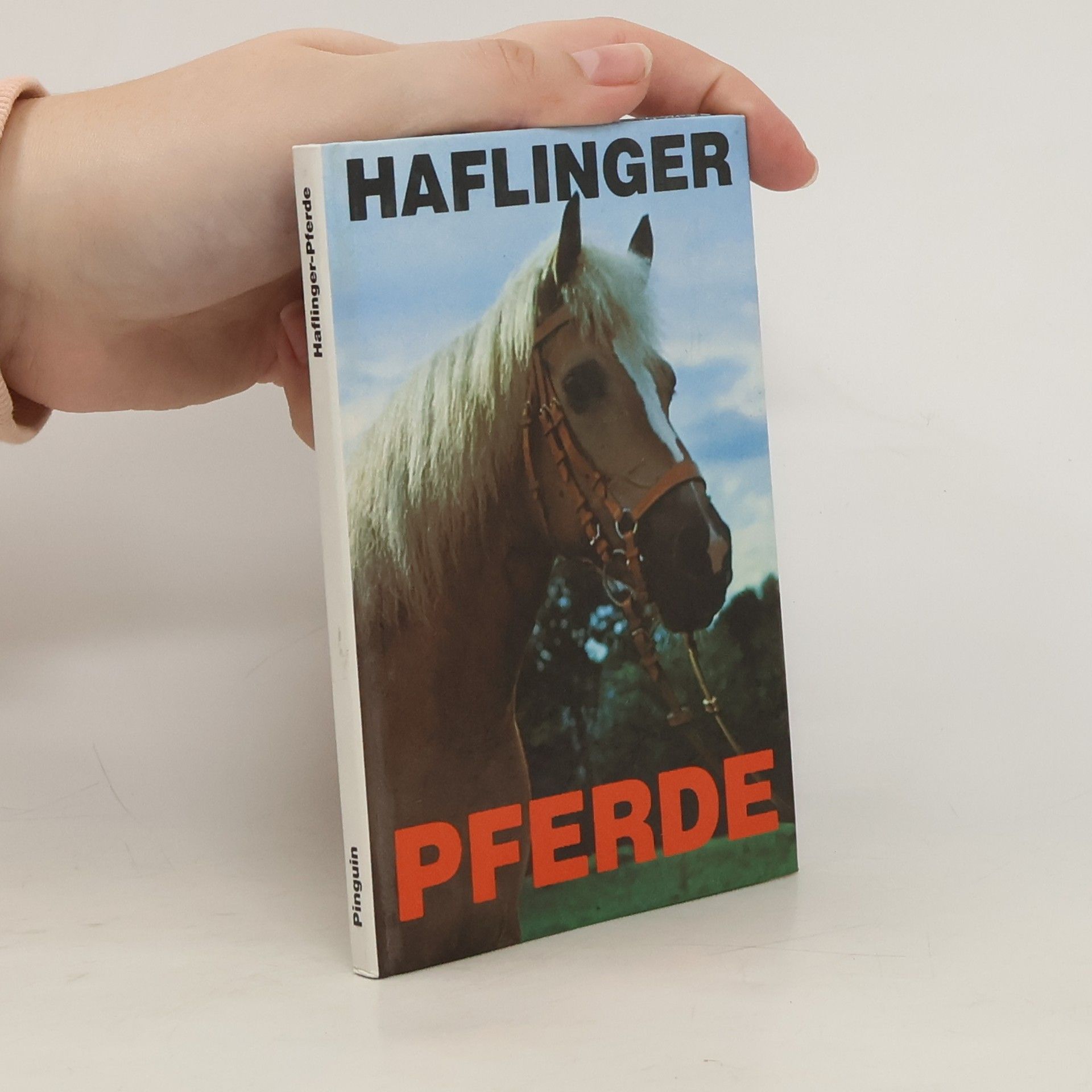 kolektiv Haflinger-Pferde