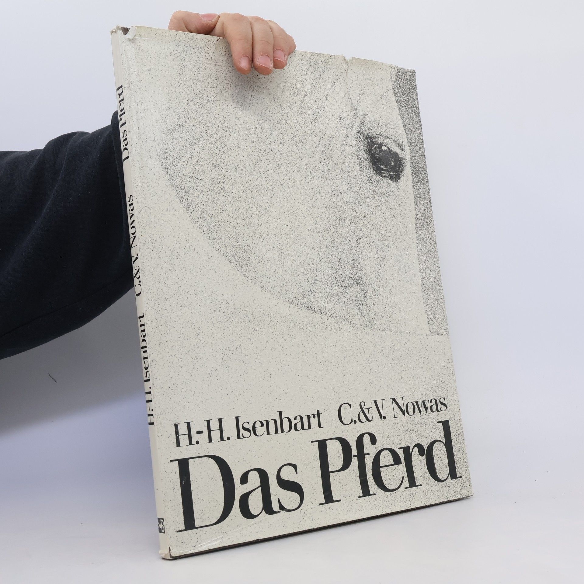 Cate Nowas Das Pferd