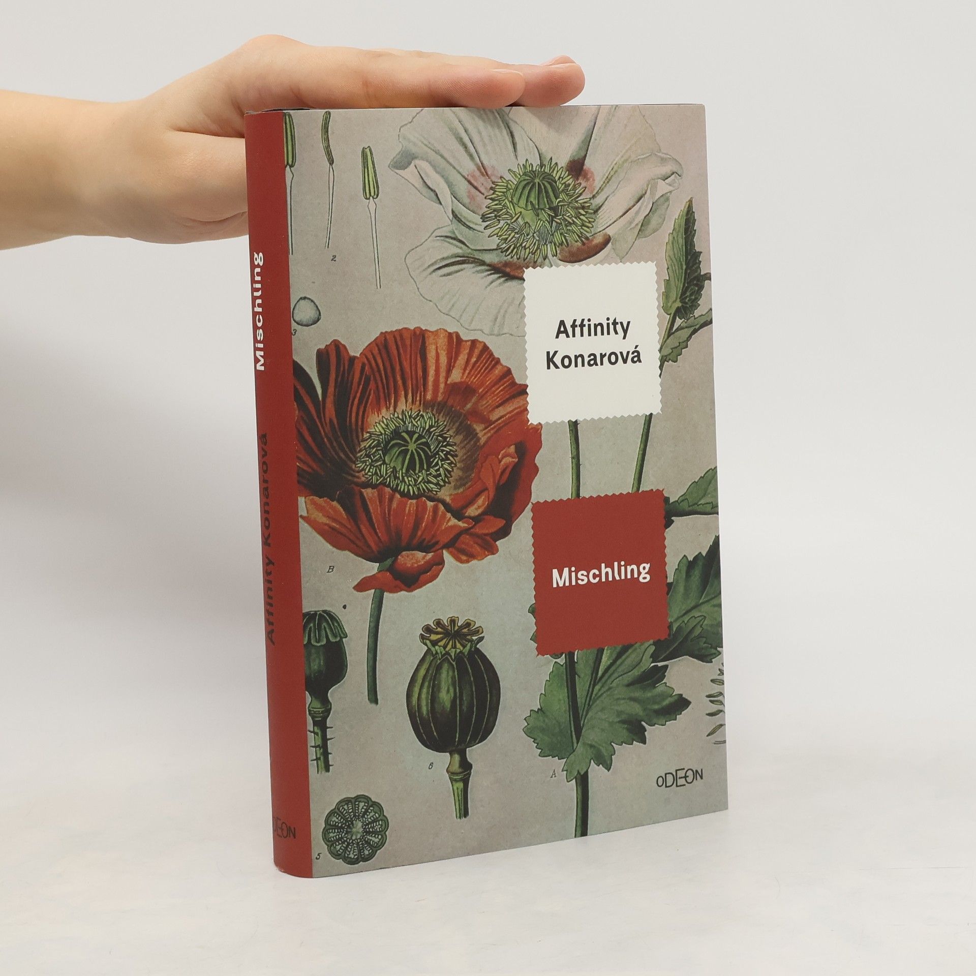 Affinity Konar Mischling