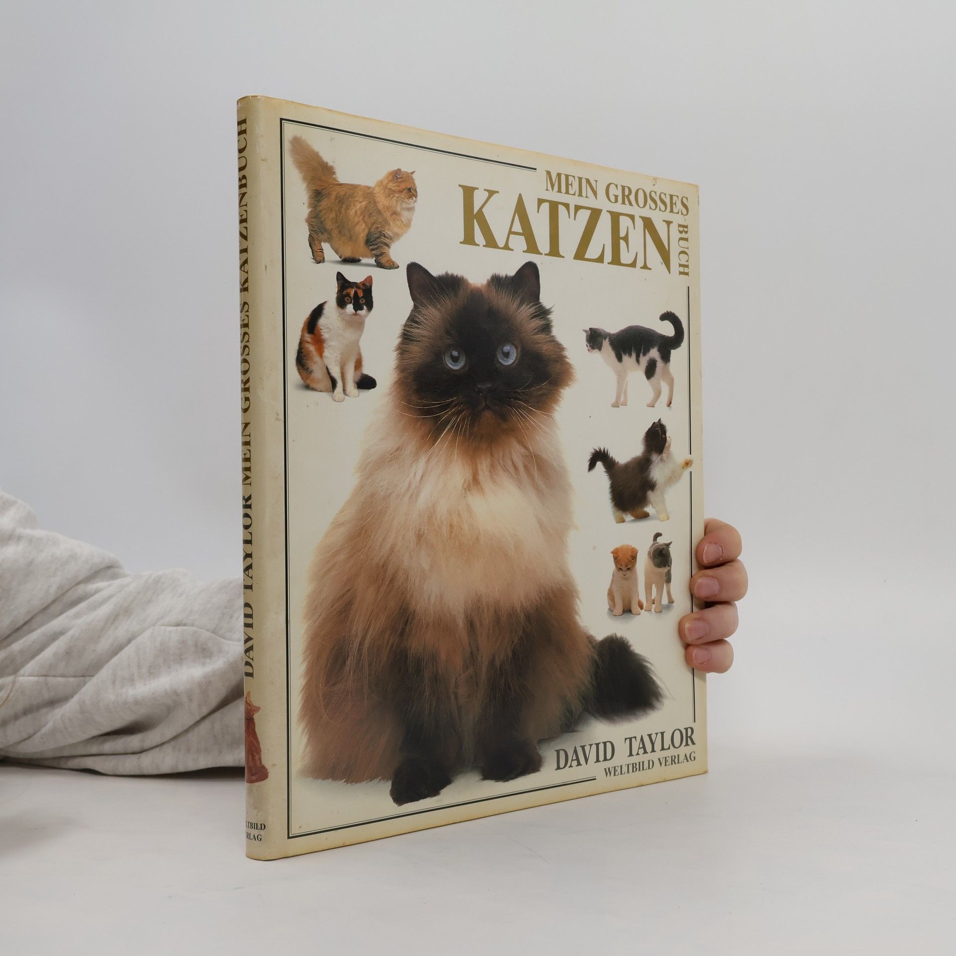 David Conrad Taylor Mein grosses Katzen Buch