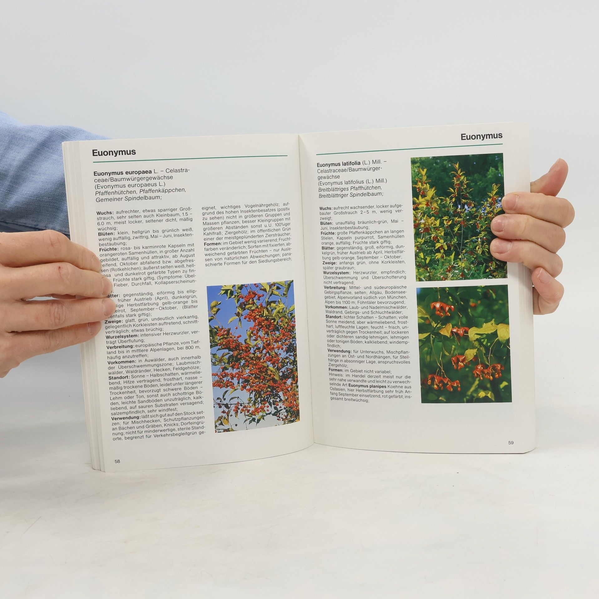 Autorenkollektiv Grün ist Leben: BDB-Handbuch Wildgehölze