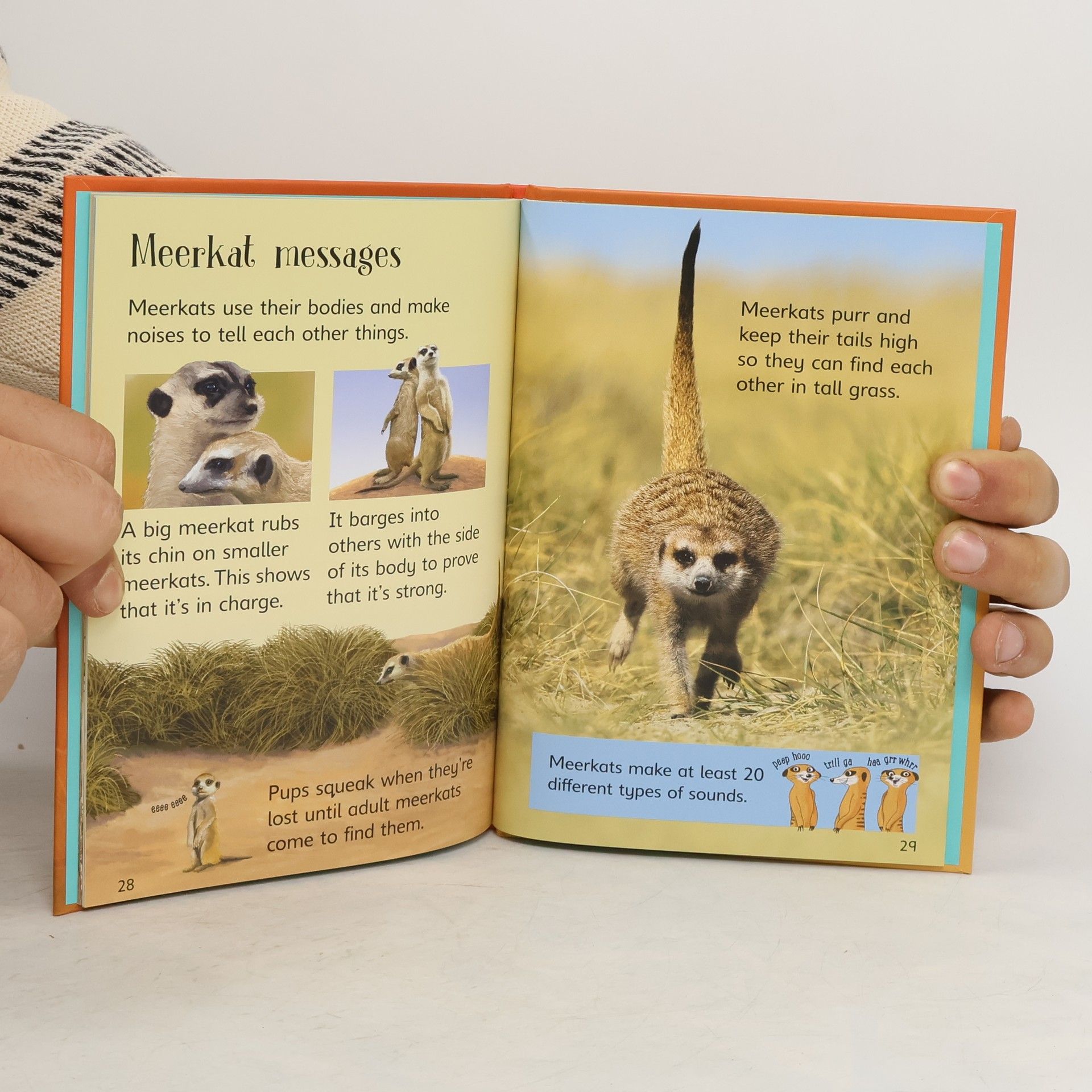 James Maclaine Meerkats