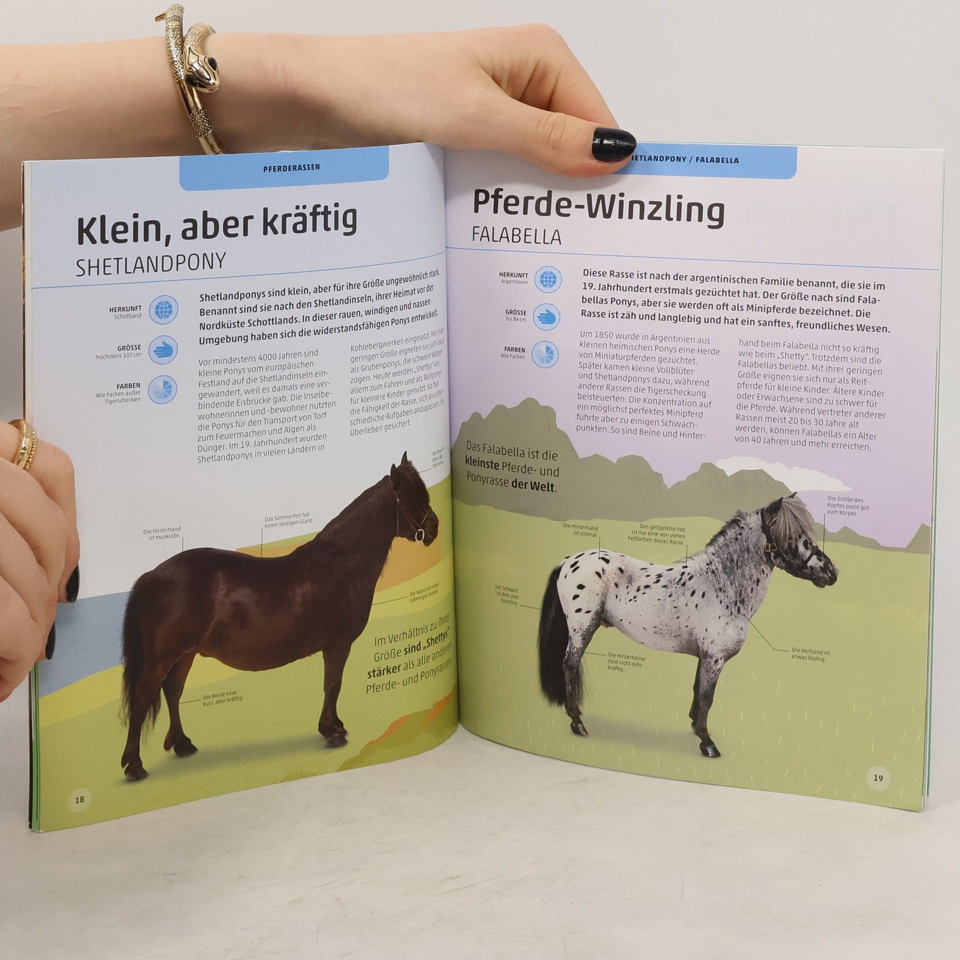 Bettina Borst Pferde und Ponys