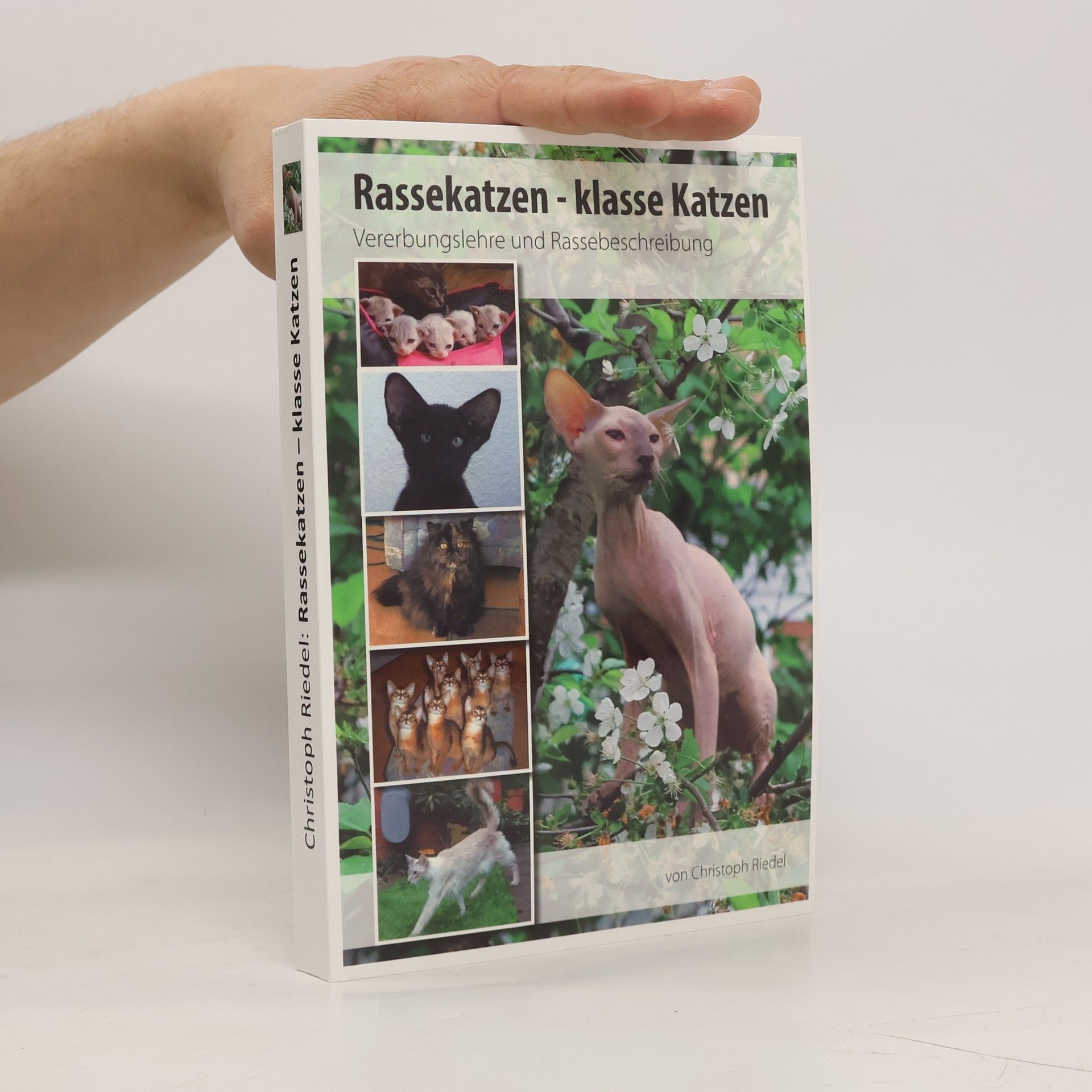 Christoph Riedel Rassekatzen - Klasse Katzen