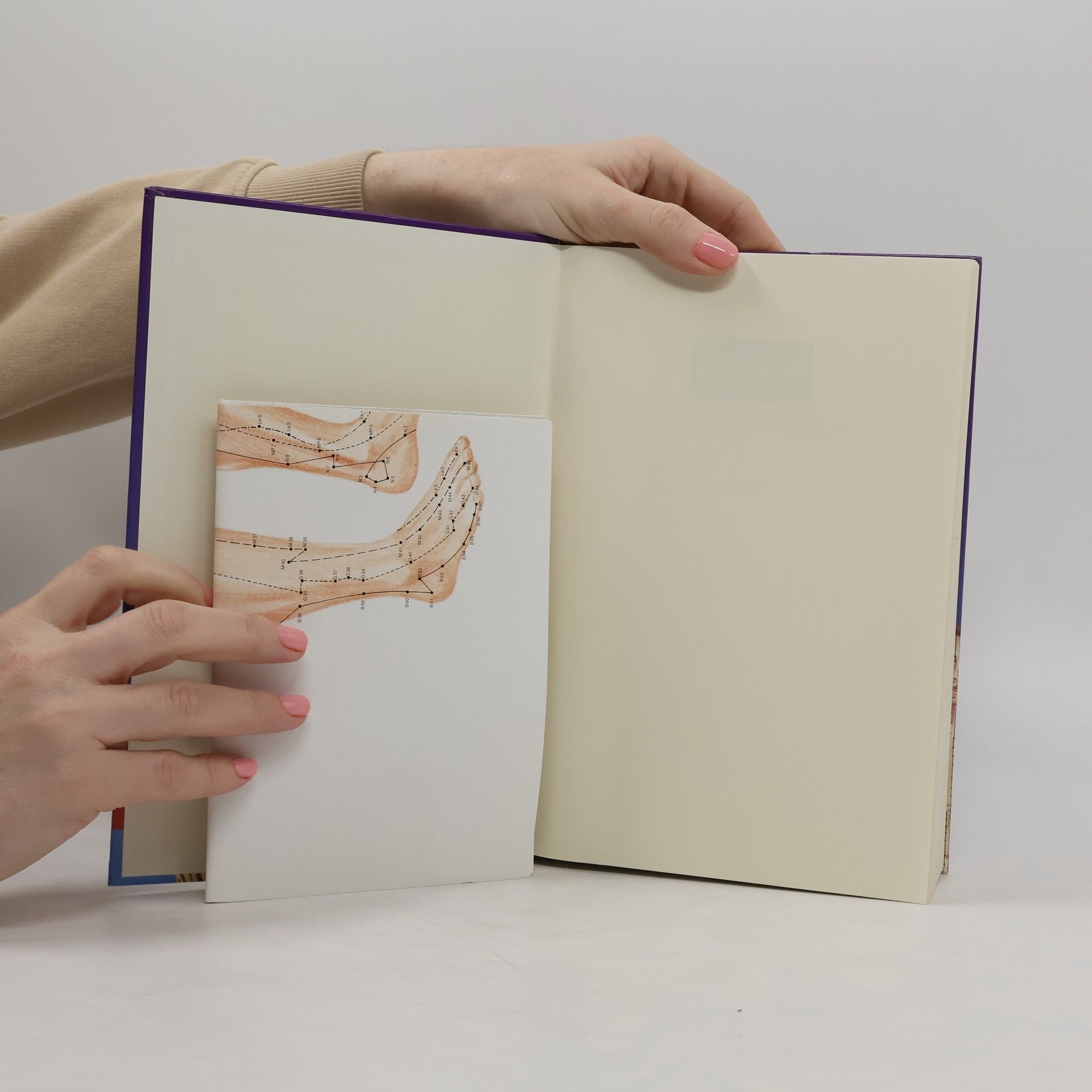 Gertrude Kubiena Handbuch der Akupunktur